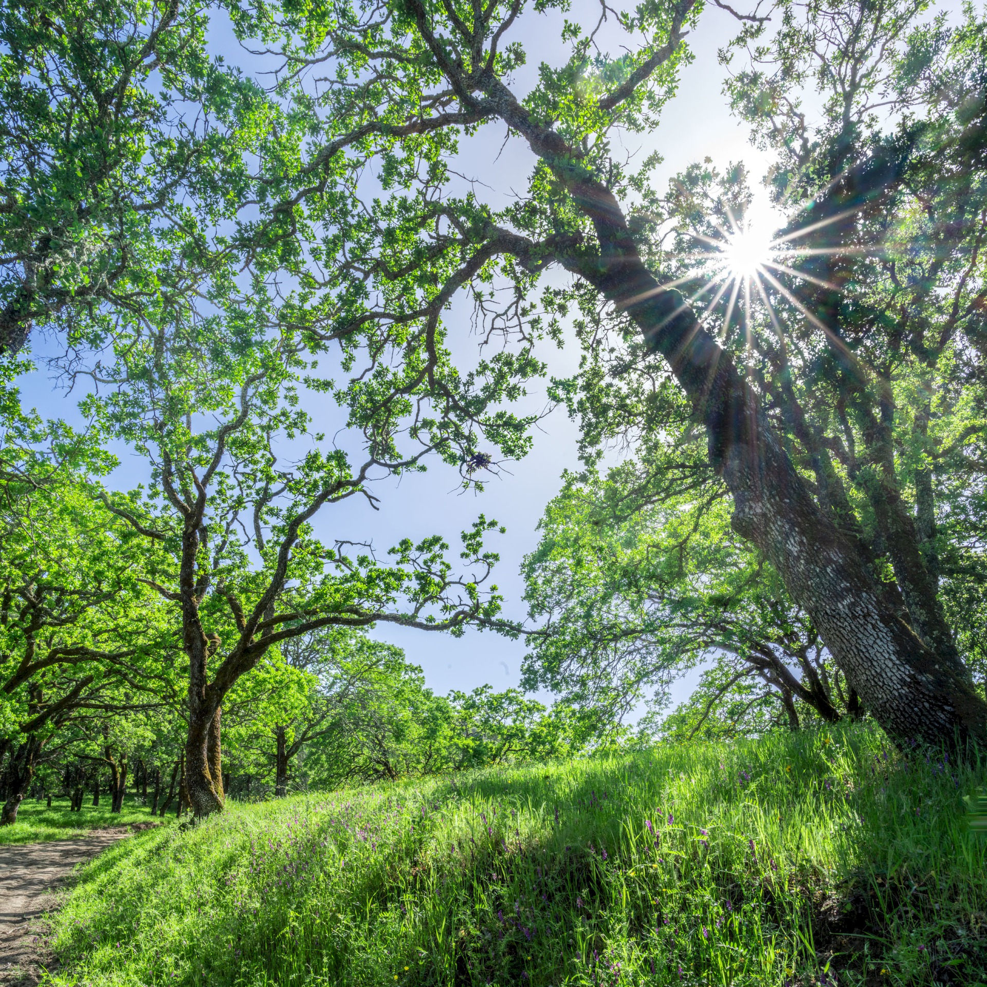Morgan Territories Sunstar - Morgan Territories Regional Park - EBPRD