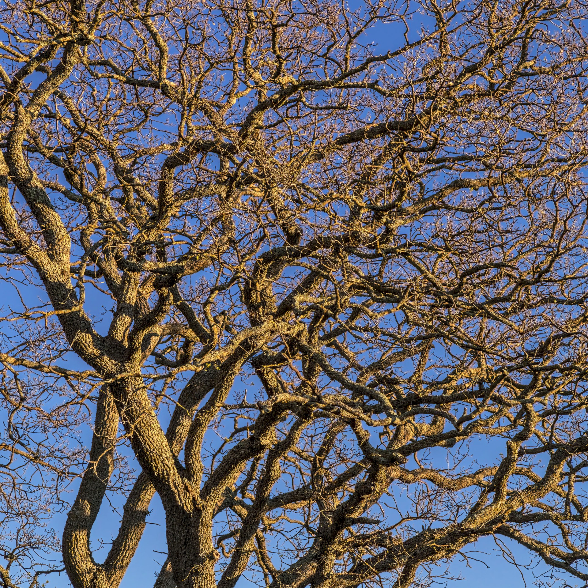 Oak Pattern with Sky - Sunol Regional Wilderness - EBPRD