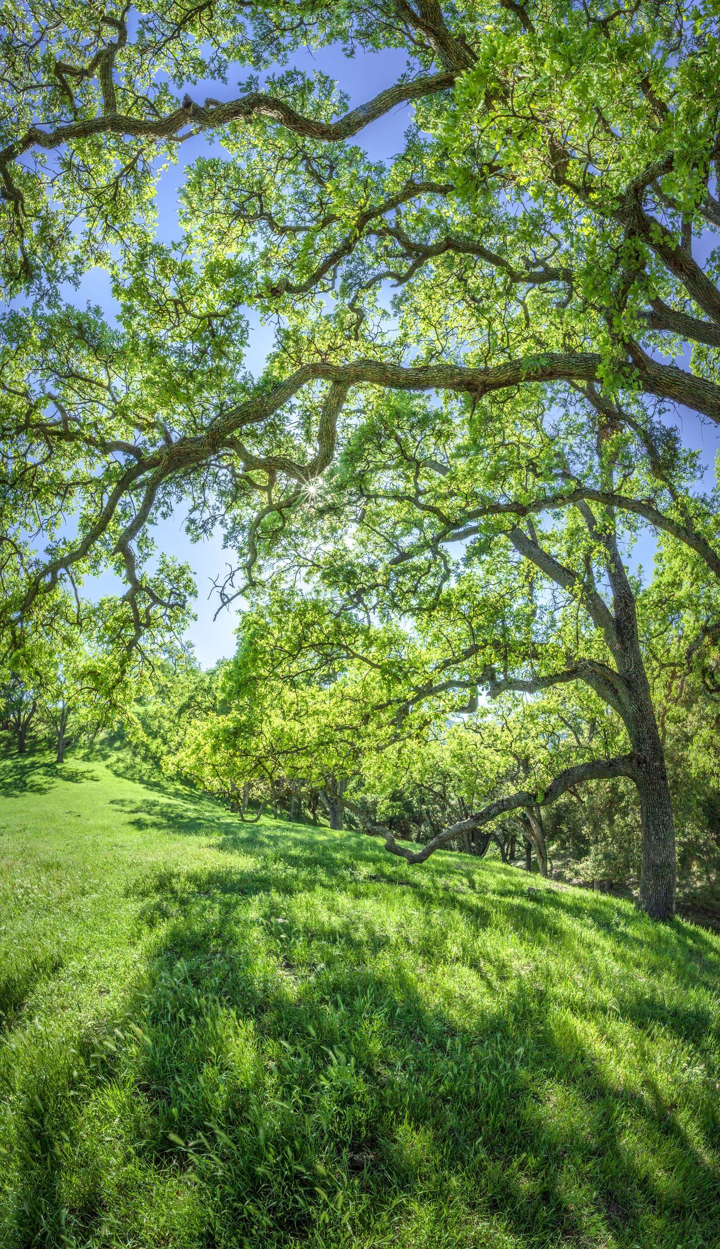 Transilluminated Oaks - Sunol Regional Wilderness - EBPRD