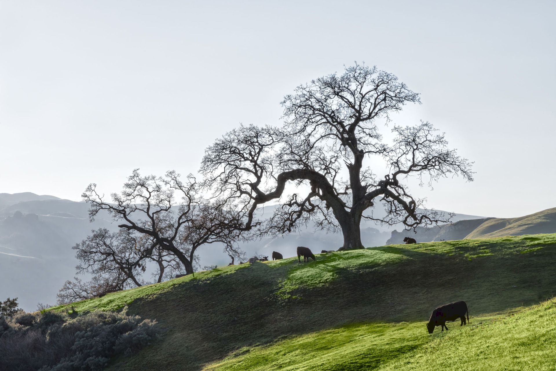 Oak and Cows - Sunol Regional Wilderness - EBPRD