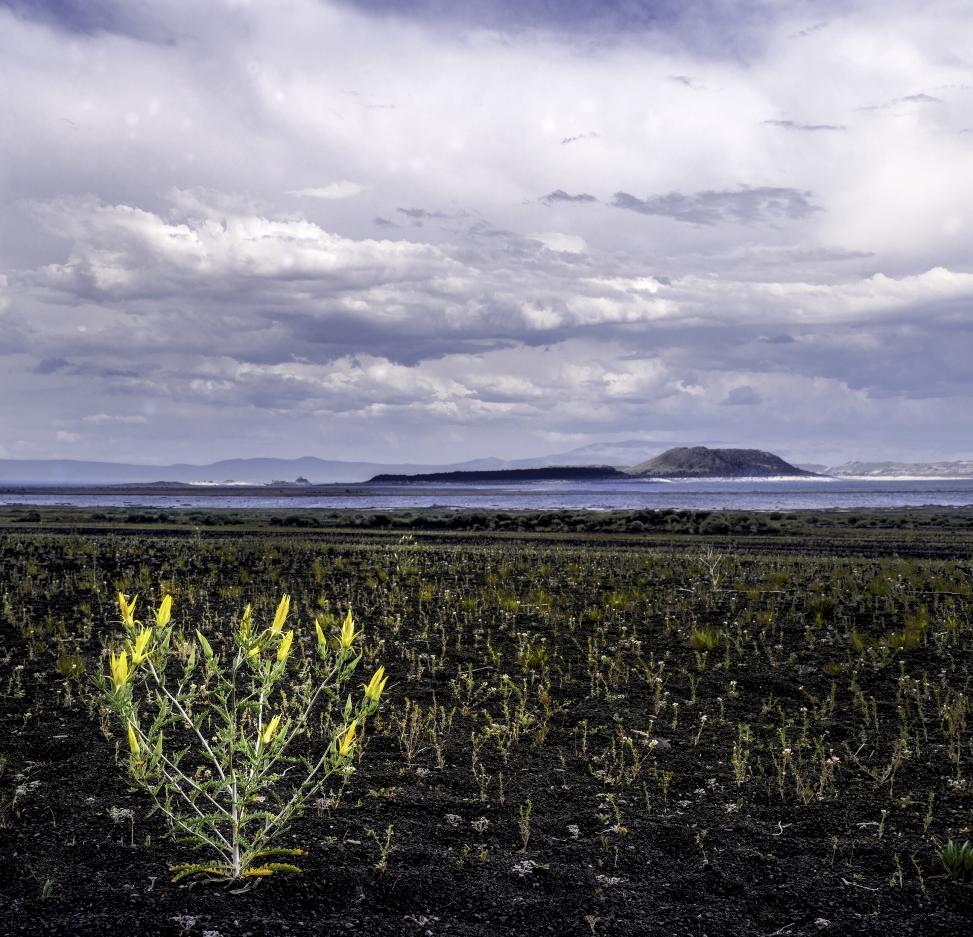 Blazing Star at Black Point - Black Point at Mono Lake BLM
