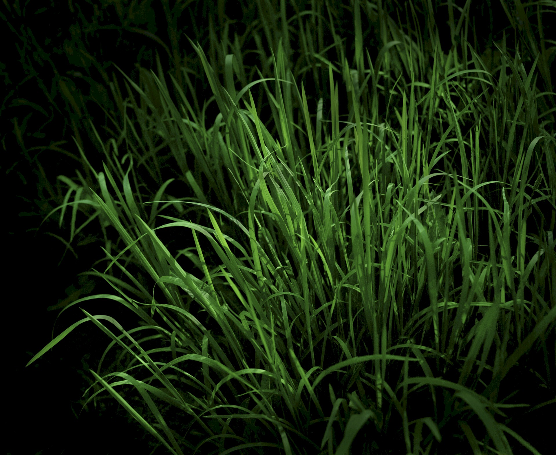 Blades of Grass - Ansel Adams Wilderness