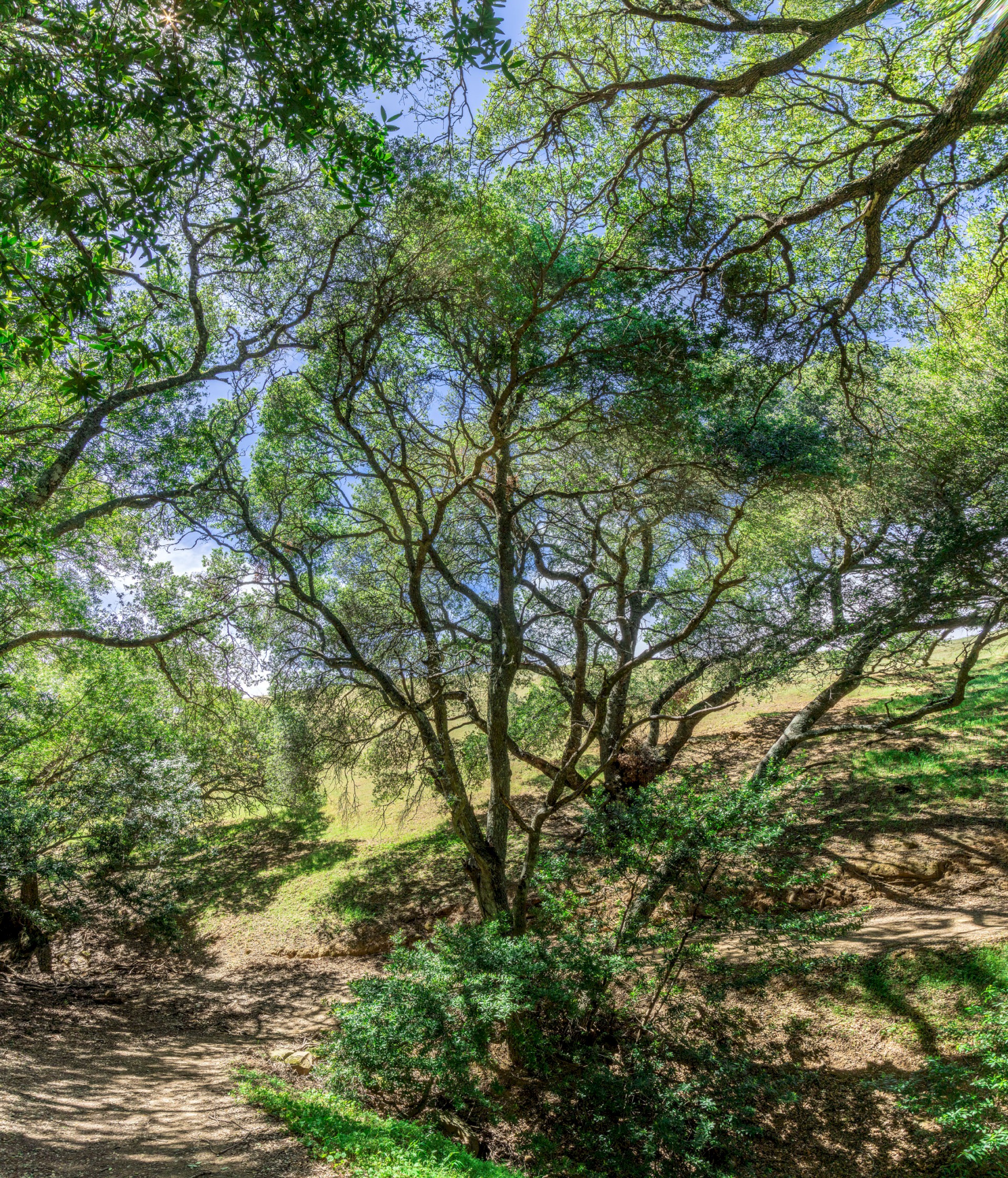 Sunny Path - Briones Regional Park - EBPRD