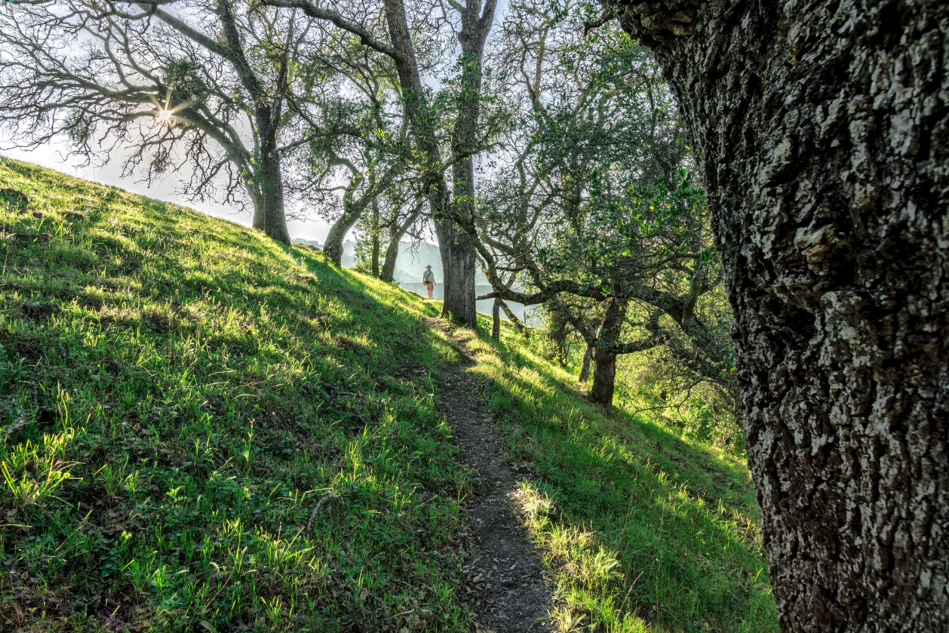 Canyon View Cow Trail with Hiker - Sunol Regional Wilderness - EBPRD