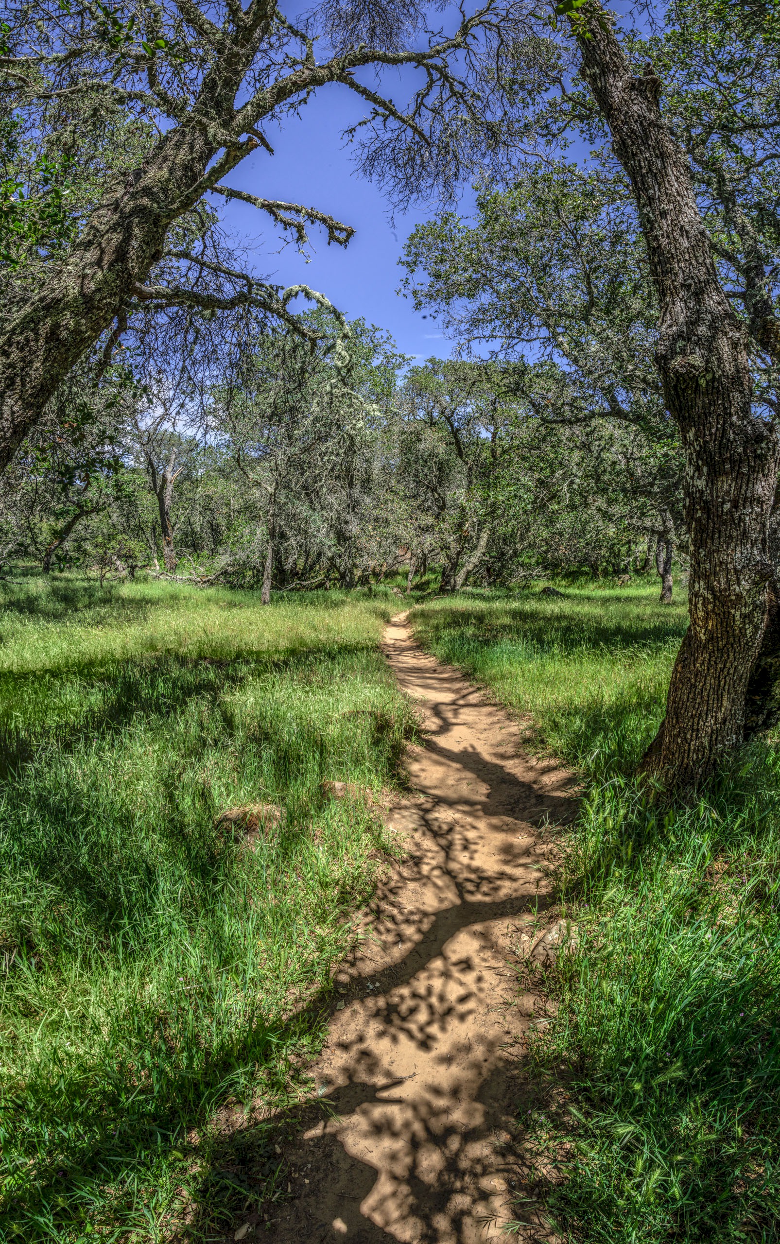Morgan Territories trail... - Morgan Territories Regional Park - EBPRD