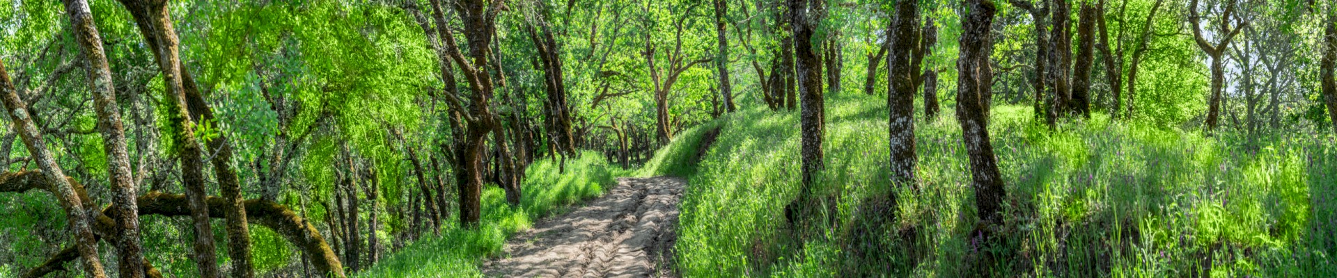Briones Trail Panorama - Briones Regional Park EBPRD