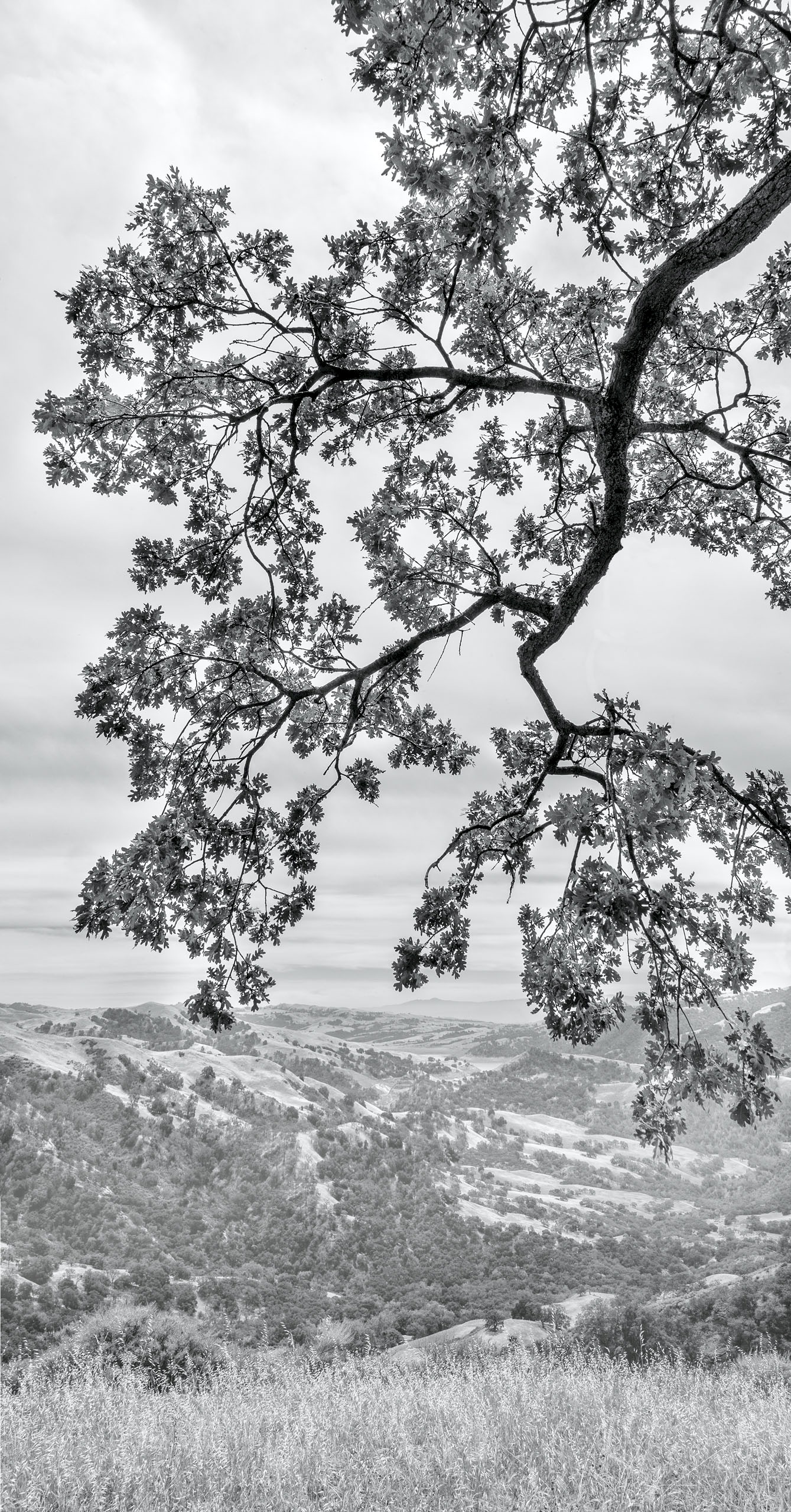 Sunol Highlands Vista - Sunol Regional Wilderness - EBPRD