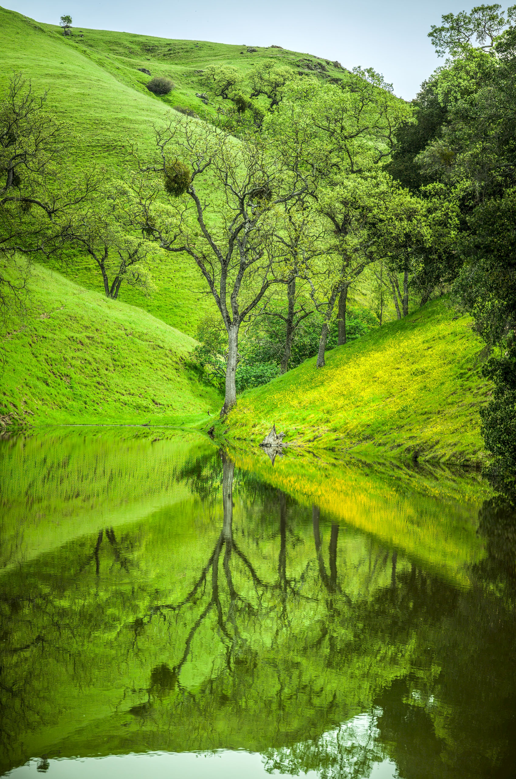 McCorkle Cow Pond - Sunol Regional Wilderness - EBPRD