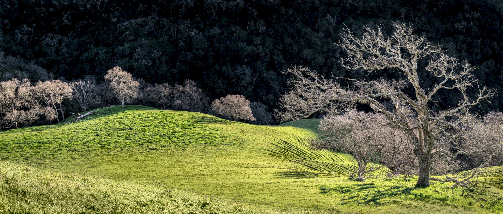 McGuire Backlit Oaks - Sunol Regional Wilderness - EBPRD