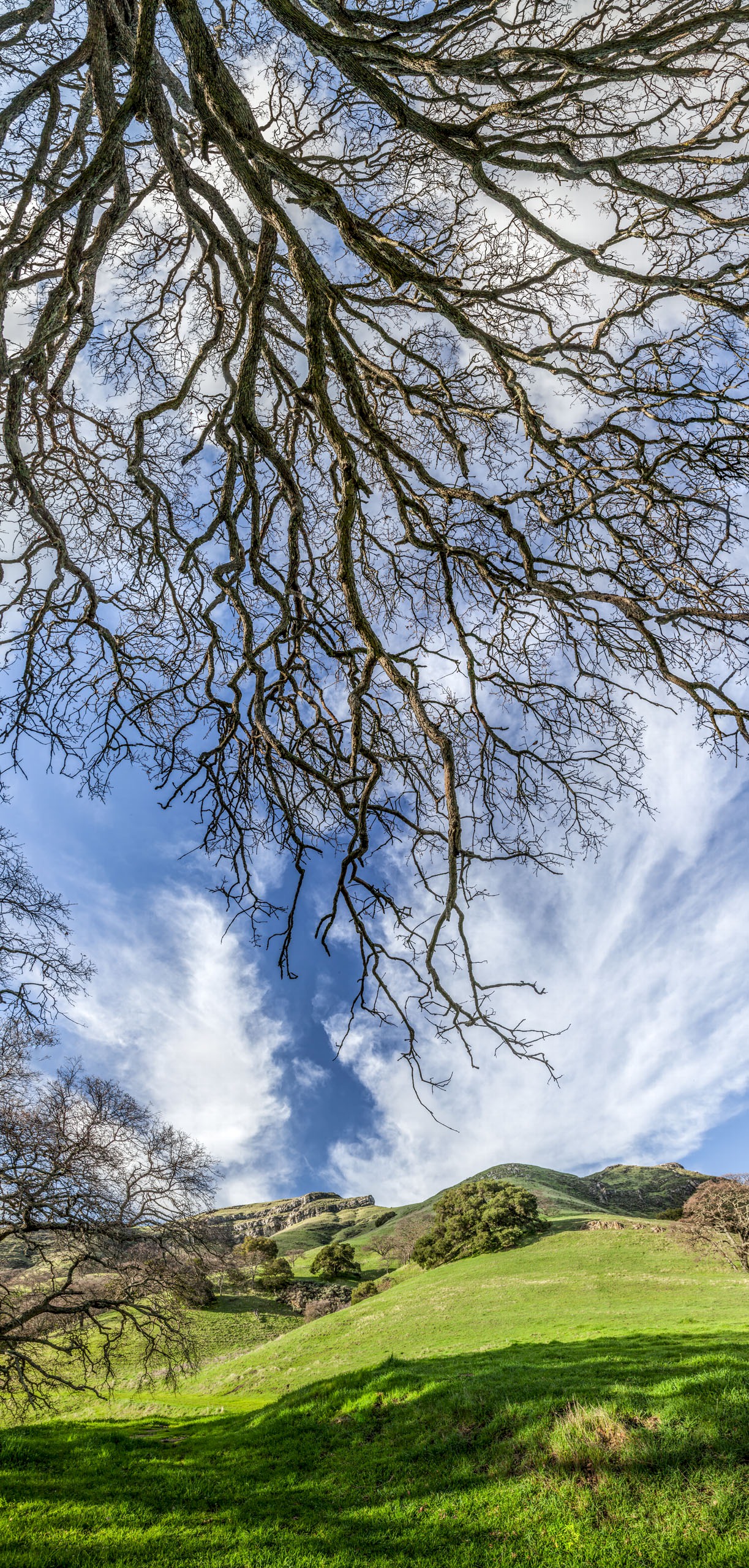 Oak Overhang - Sunol Regional Wilderness - EBPRD
