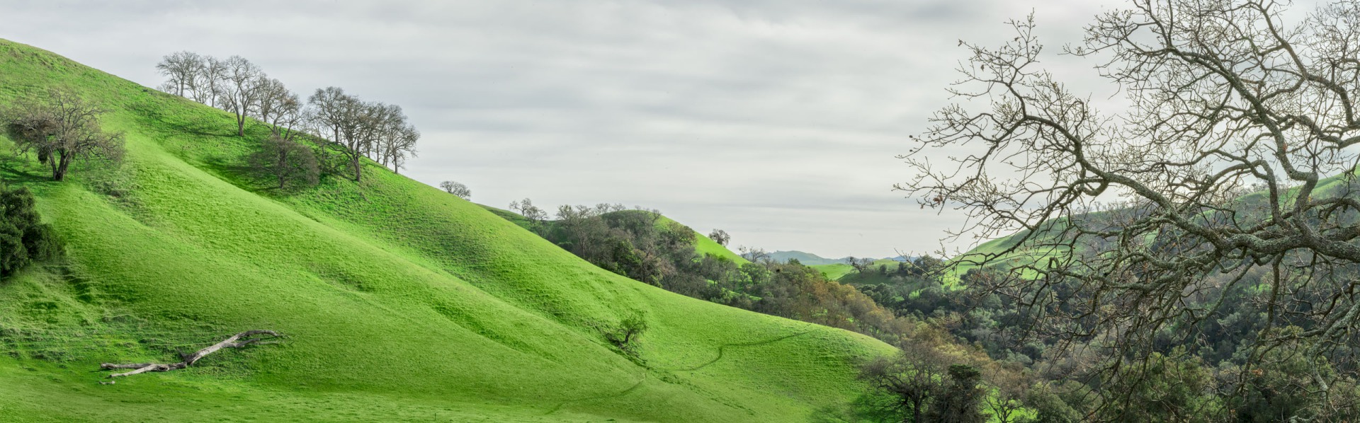 Coal Cyn Trail to McGuire - Sunol Regional Wilderness - EBPRD