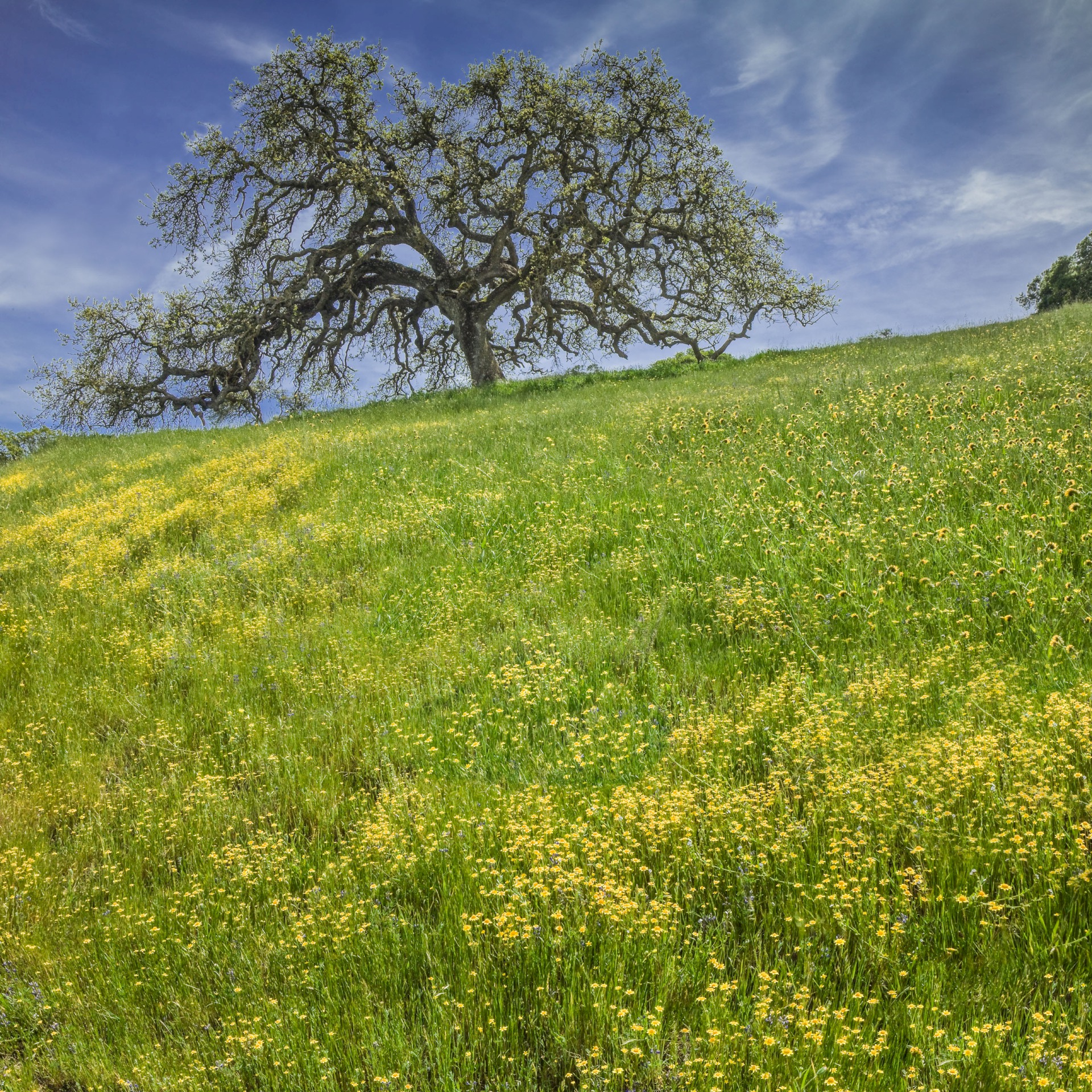 Pacheco Oak - Pachecho State Park - Pachecho Pass
