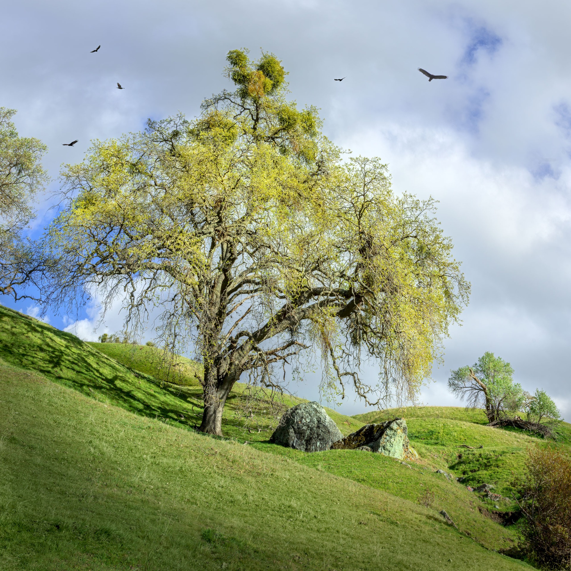 Canyon View Draw - Sunol Regional Wilderness - EBPRD