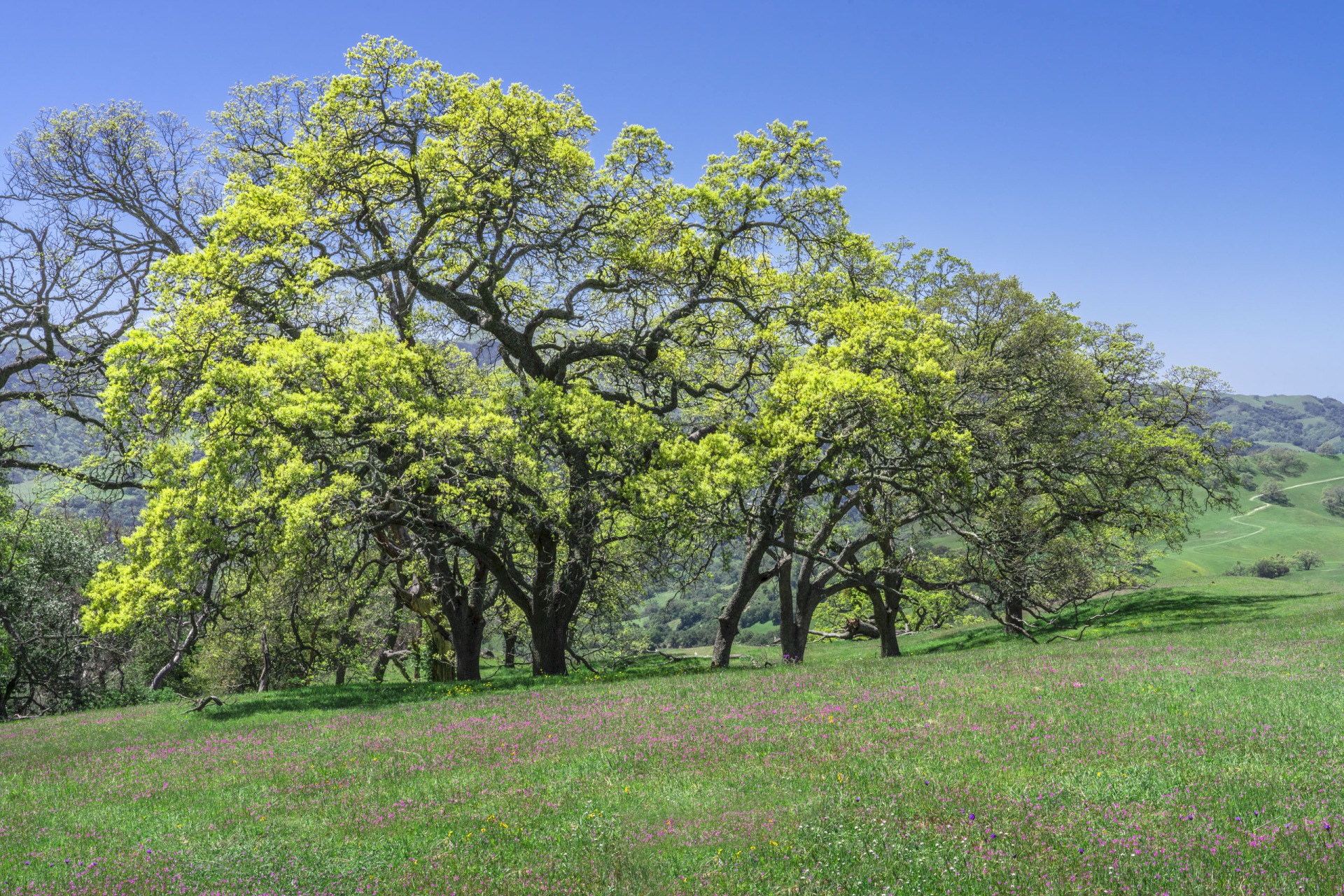 Budding Oaks - Sunol Regional Wilderness - EBPRD