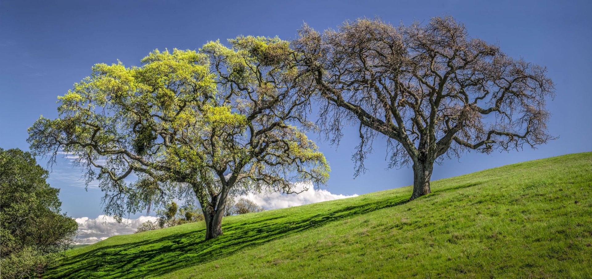 Old Friends I - Private Property