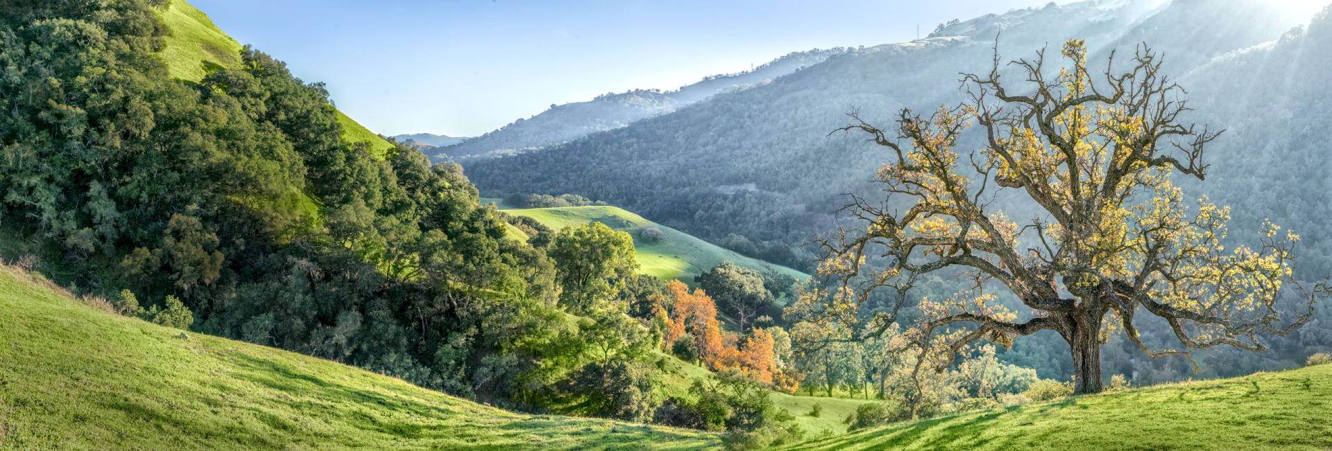 Flag Hill Ridgeline Oak - Sunol Regional Wilderness - EBPRD