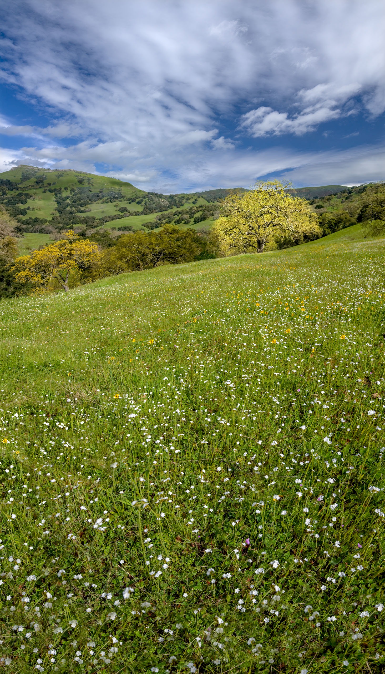 East Bay Wildflowers - Sunol Regional Wilderness - EBPRD