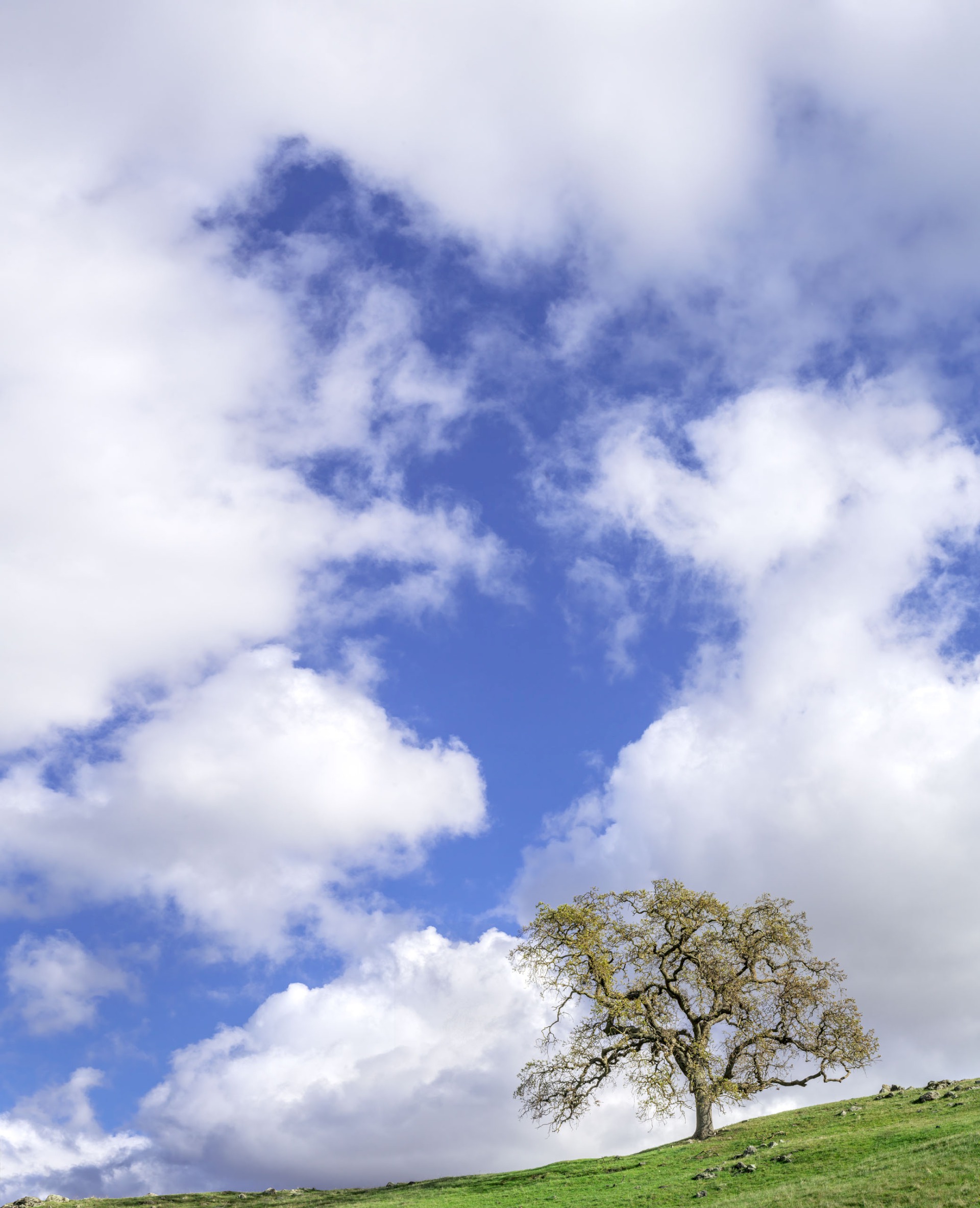 Solitary Oak - Sunol Regional Wilderness - EBPRD