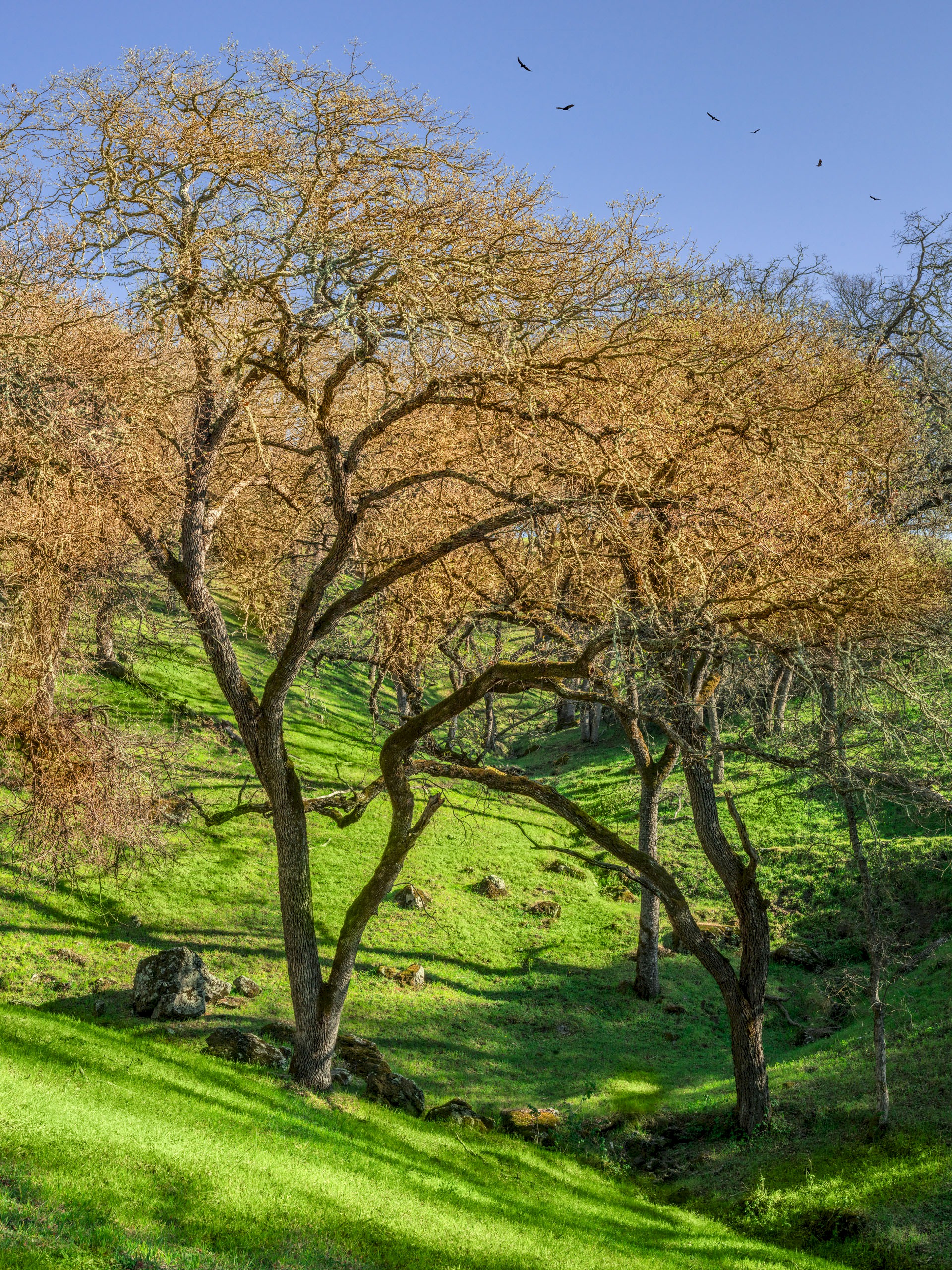Canyon View Ravine - Sunol Regional Wilderness - EBPRD