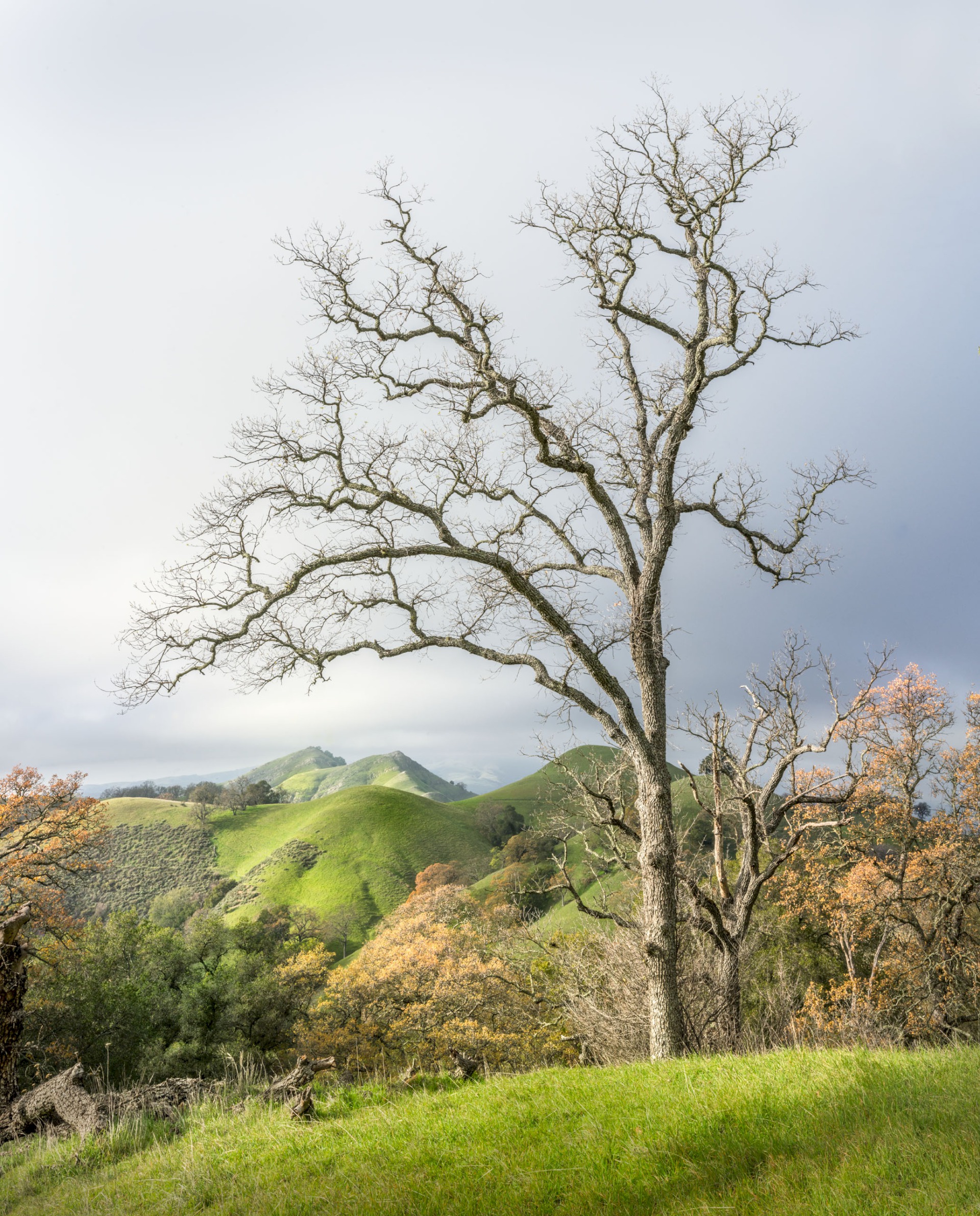 Bare Tree and McGuire Peaks - Sunol Regional Wilderness - EBPRD