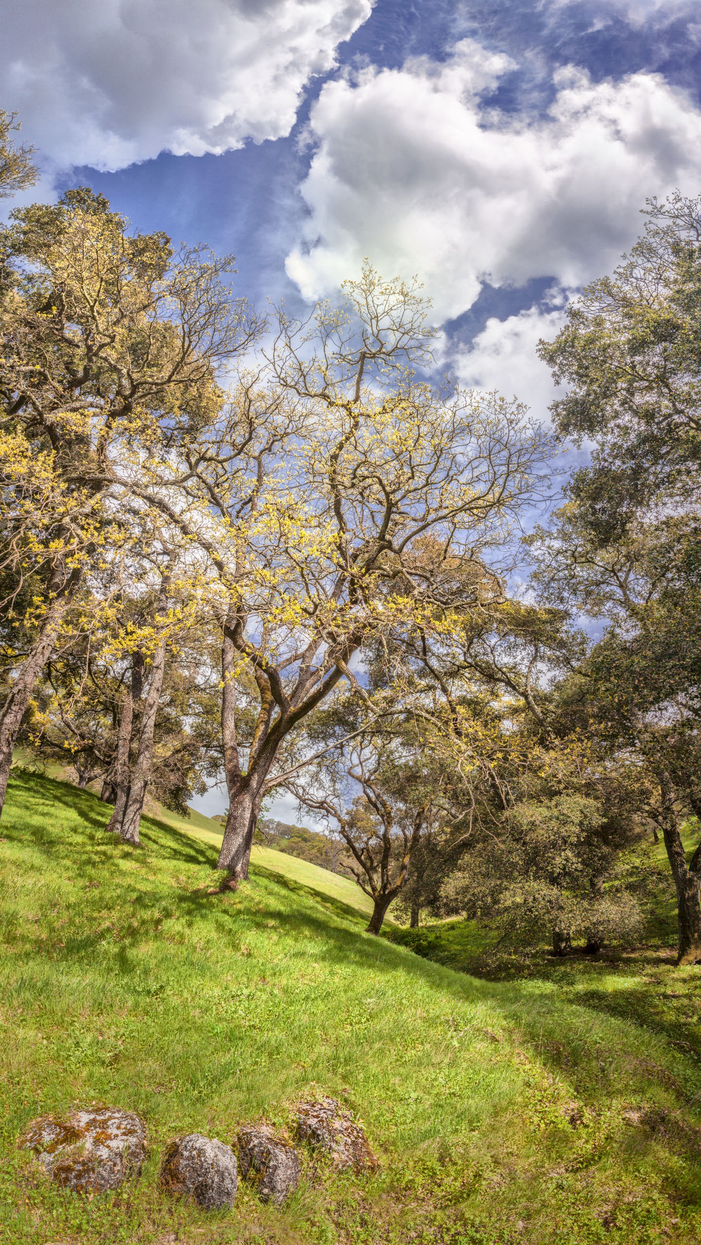 Golden Shoots - Sunol Regional Wilderness - EBPRD
