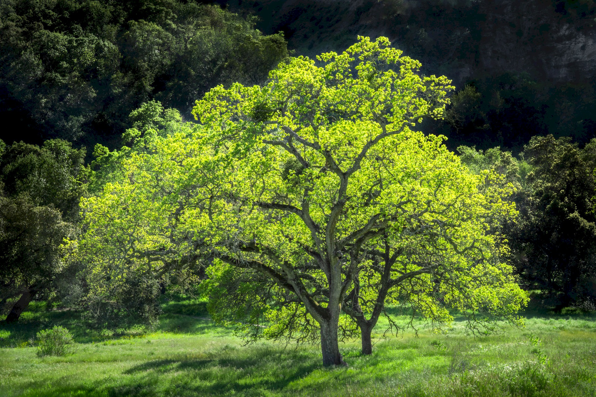 Glowing Oaks - Sunol Regional Wilderness - EBPRD