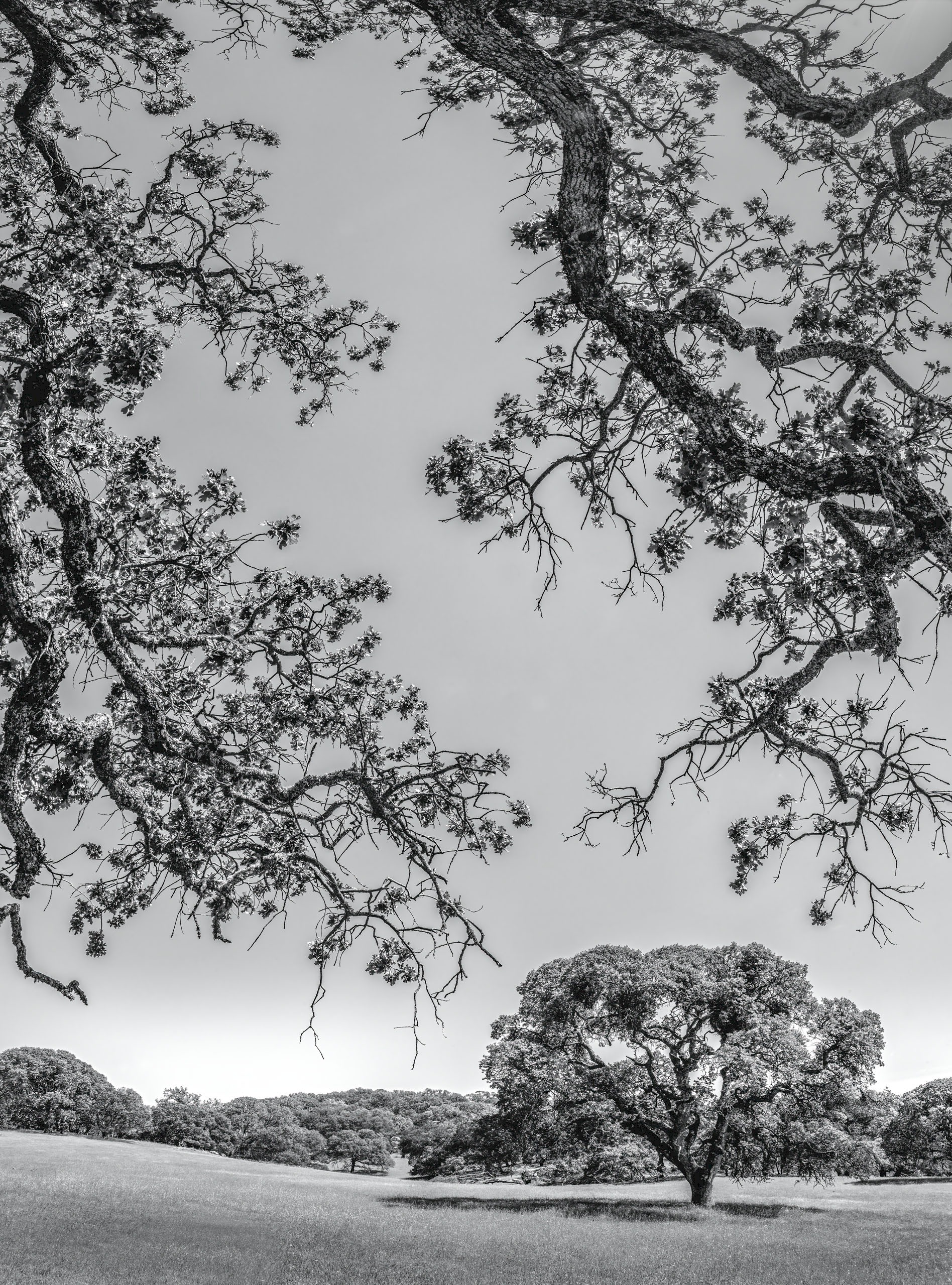 Picnic Meadow Oak - Morgan Territories Regional Park - EBPRD