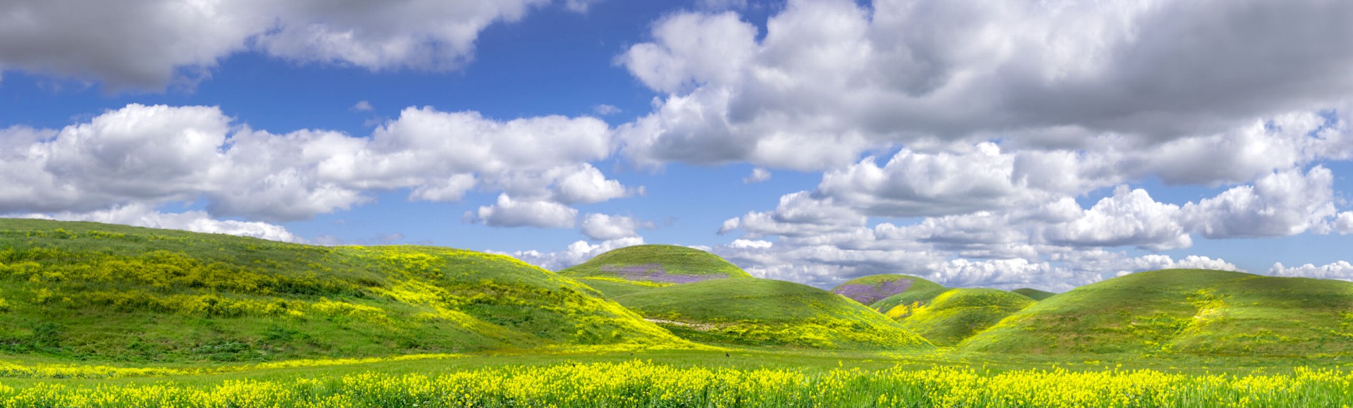 Airline Highway Superbloom
