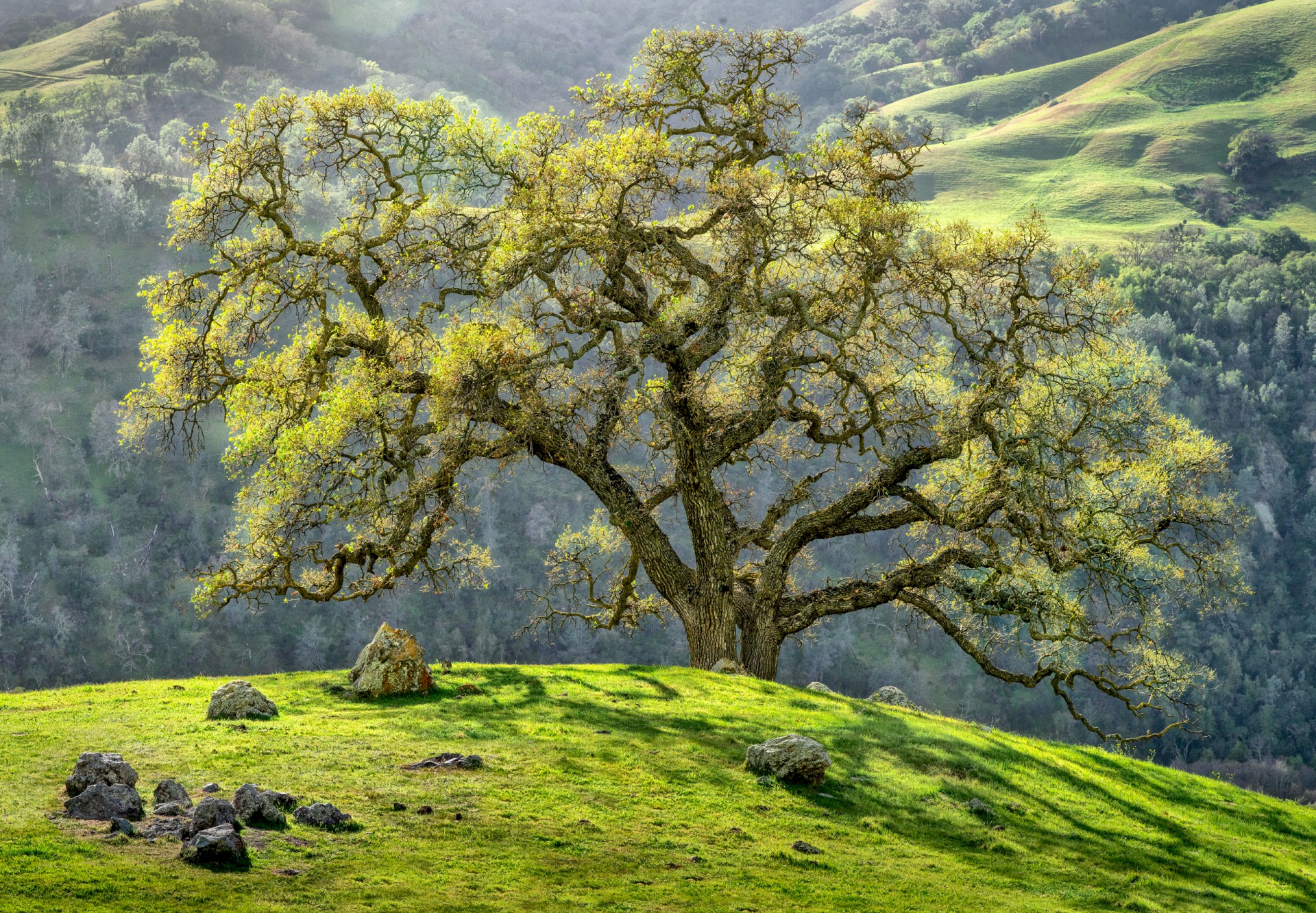 Backlit Oak - Sunol Regional Wilderness - EBPRD