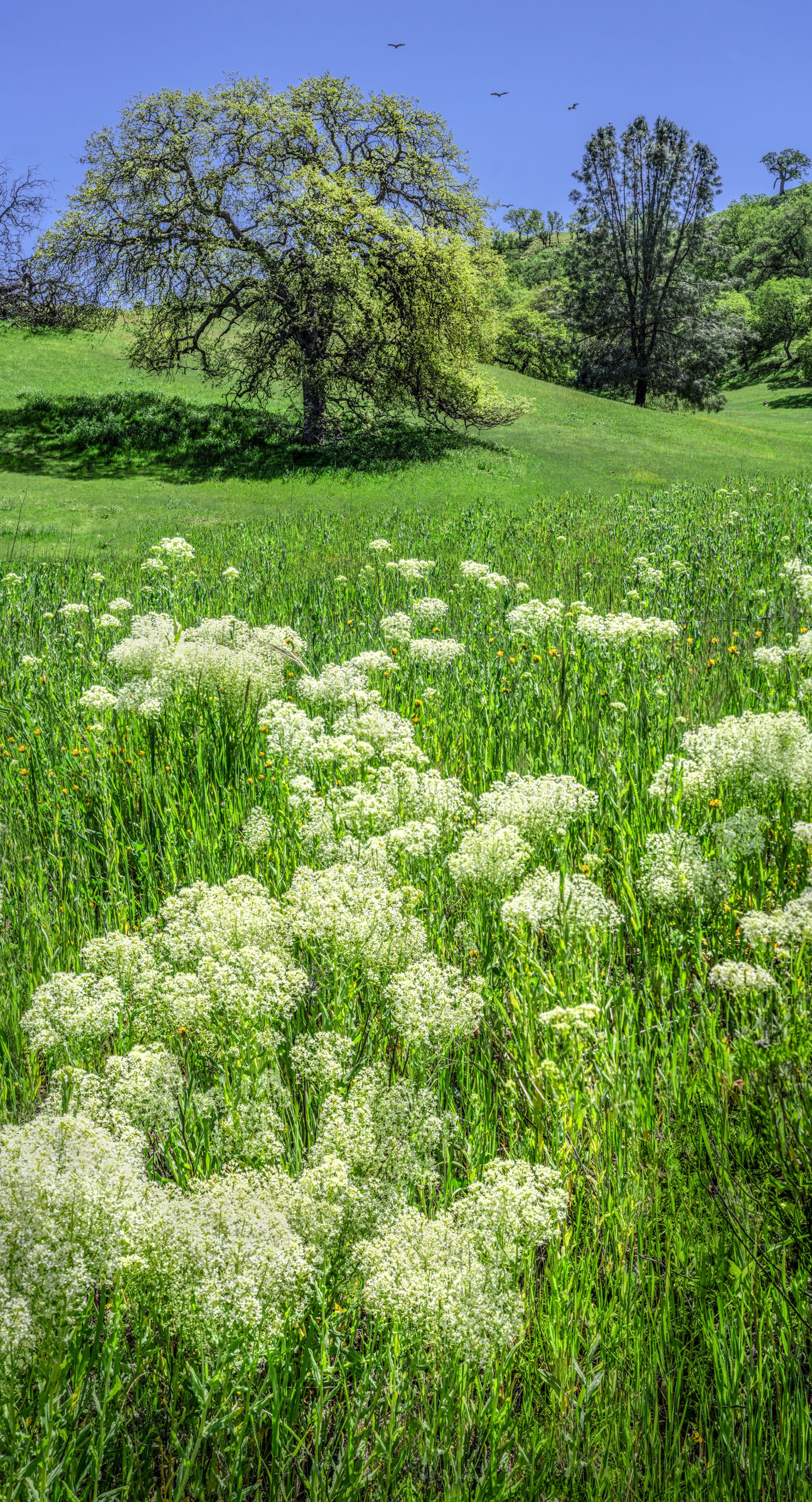 Oak and Lace - CA-25 The Airline Highway