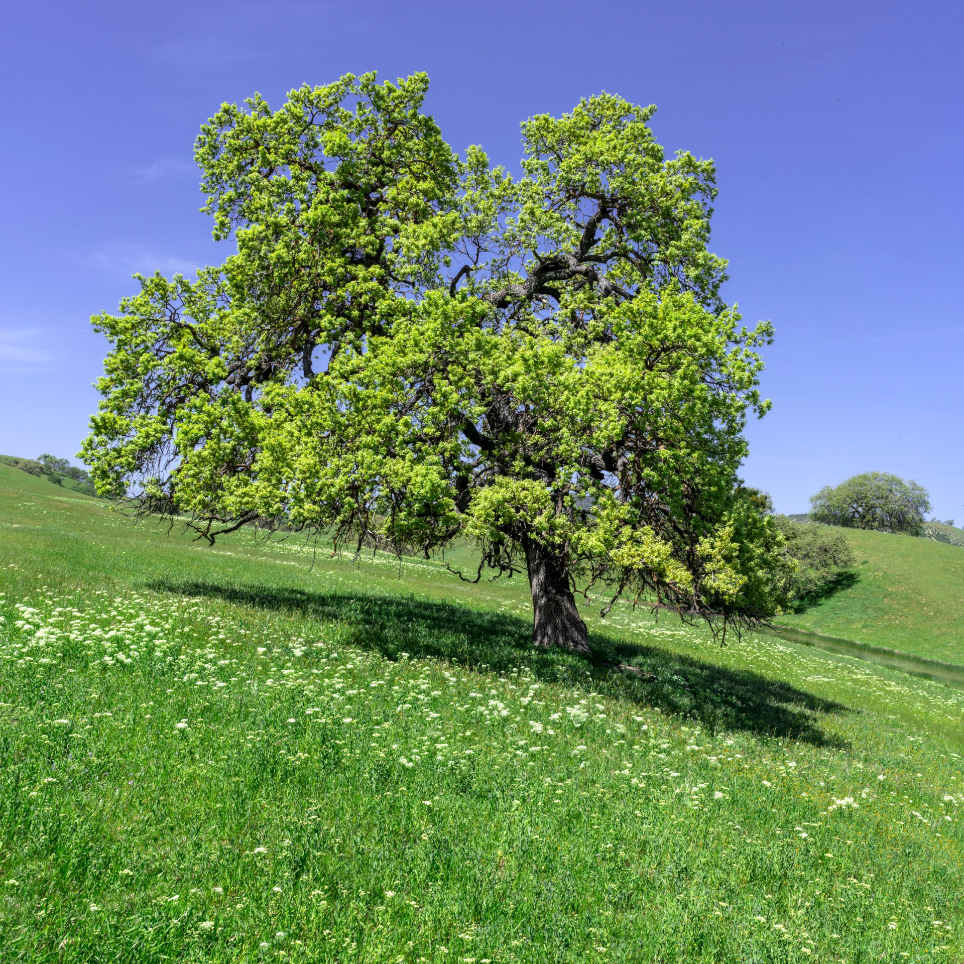 Airline Highway Oak - CA-25 The Airline Highway