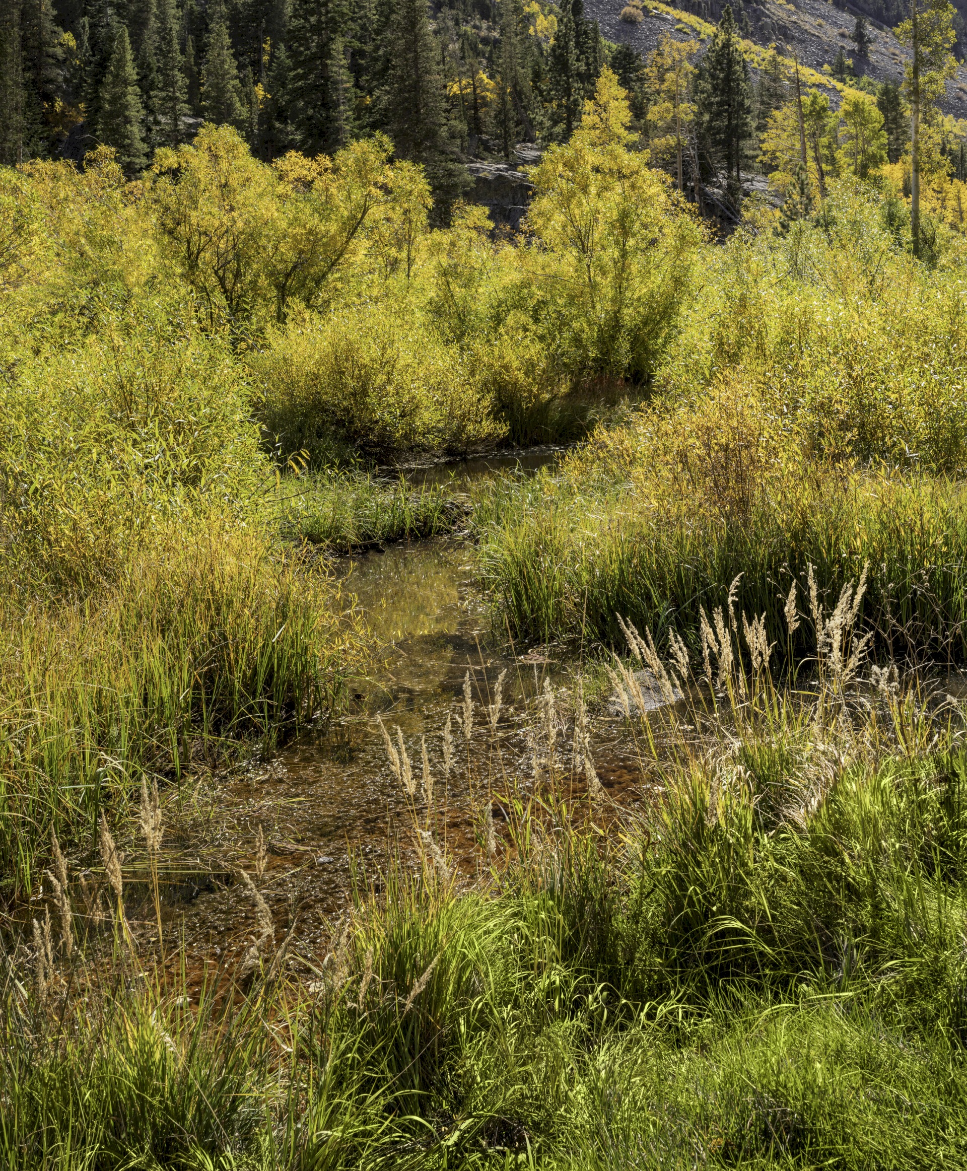 Mill Creek Color - Lundy Lake