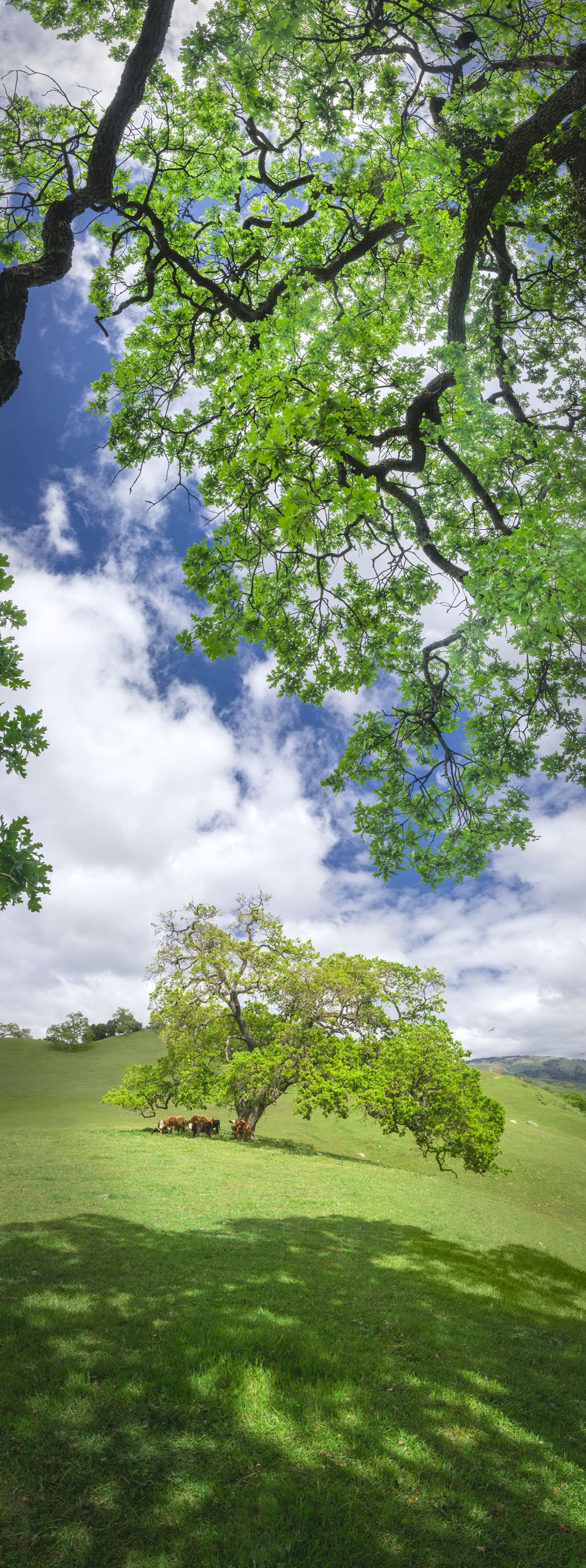 Big Meadow Oak - Sunol Regional Wilderness - EBPRD
