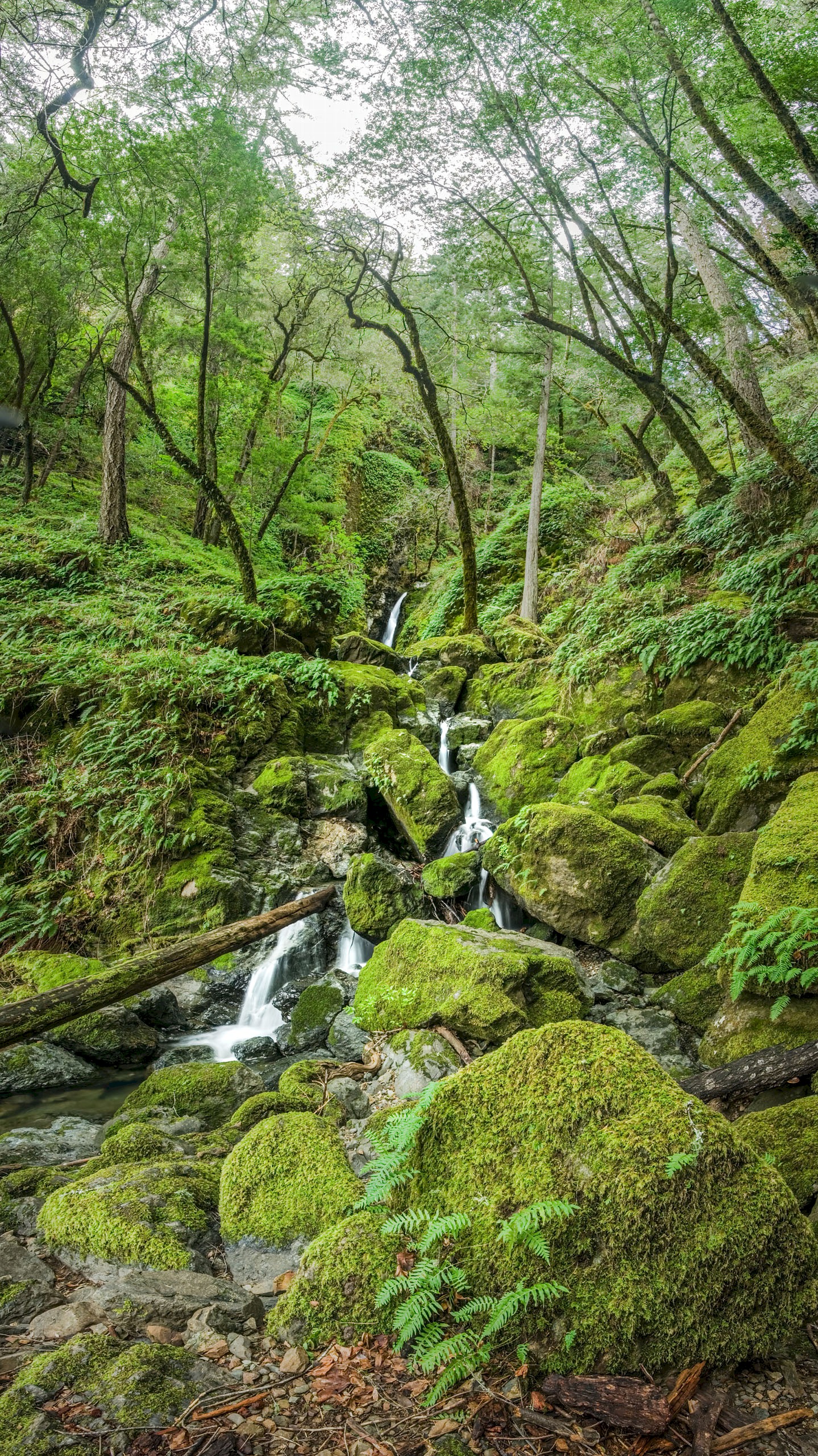 Cataracts - Cataracts - Marin County