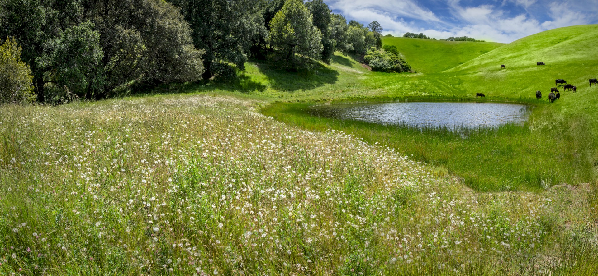 Cow Cafe - Morgan Territories Regional Park - EBPRD