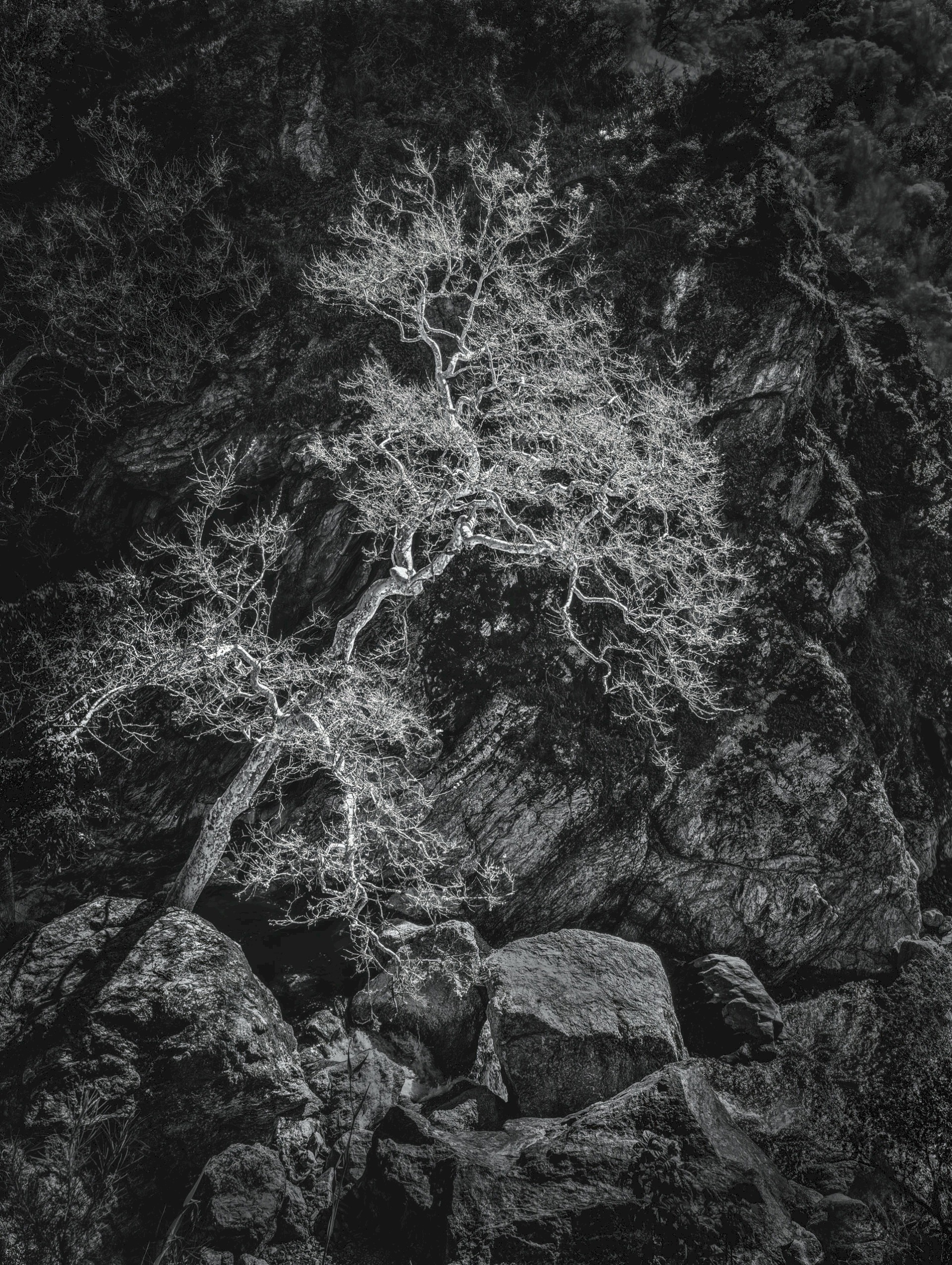 Sycamore at Little Yosemite - Sunol Regional Wilderness - EBPRD