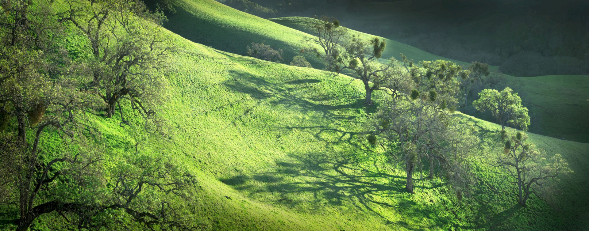 McCorkle Ridges - Sunol Regional Wilderness - EBPRD