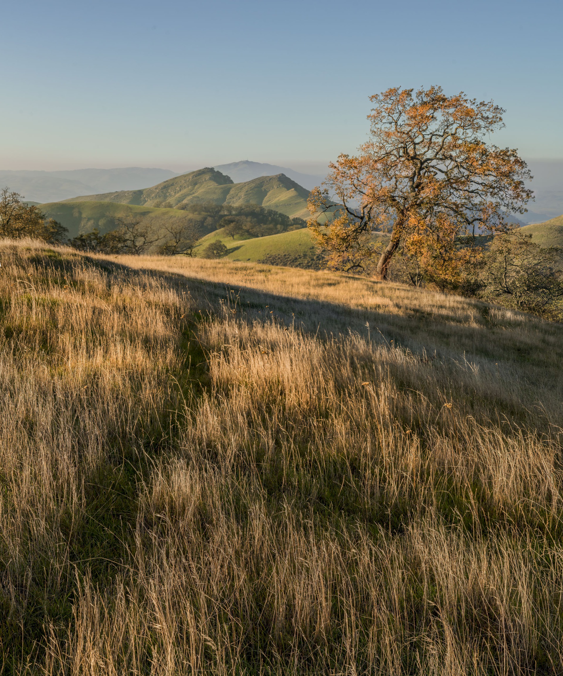 McGuire Peaks from the Eagles View Tail - Sunol Regional Wilderness - EBPRD
