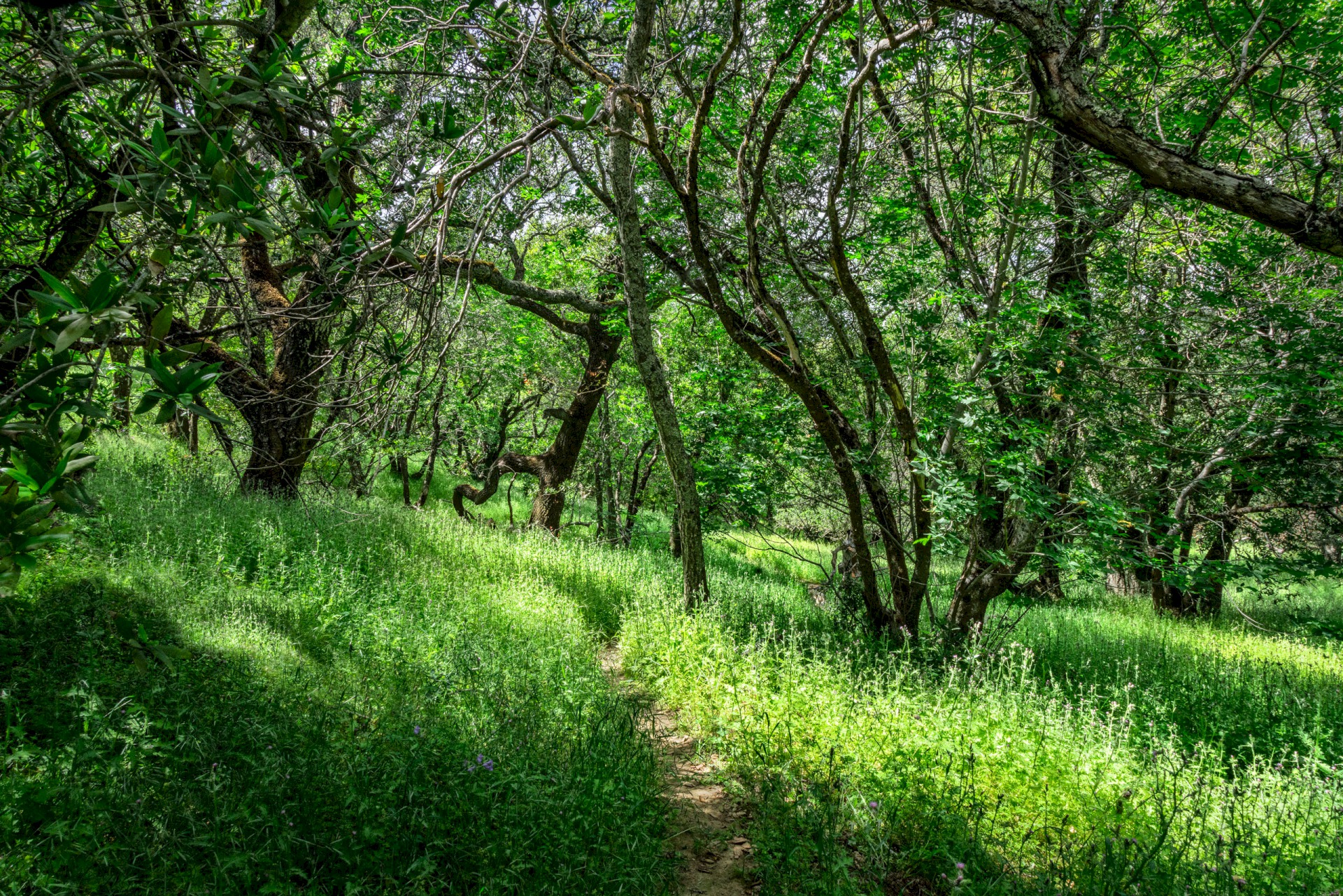 Mollock Trail - Morgan Territories Regional Park - EBPRD