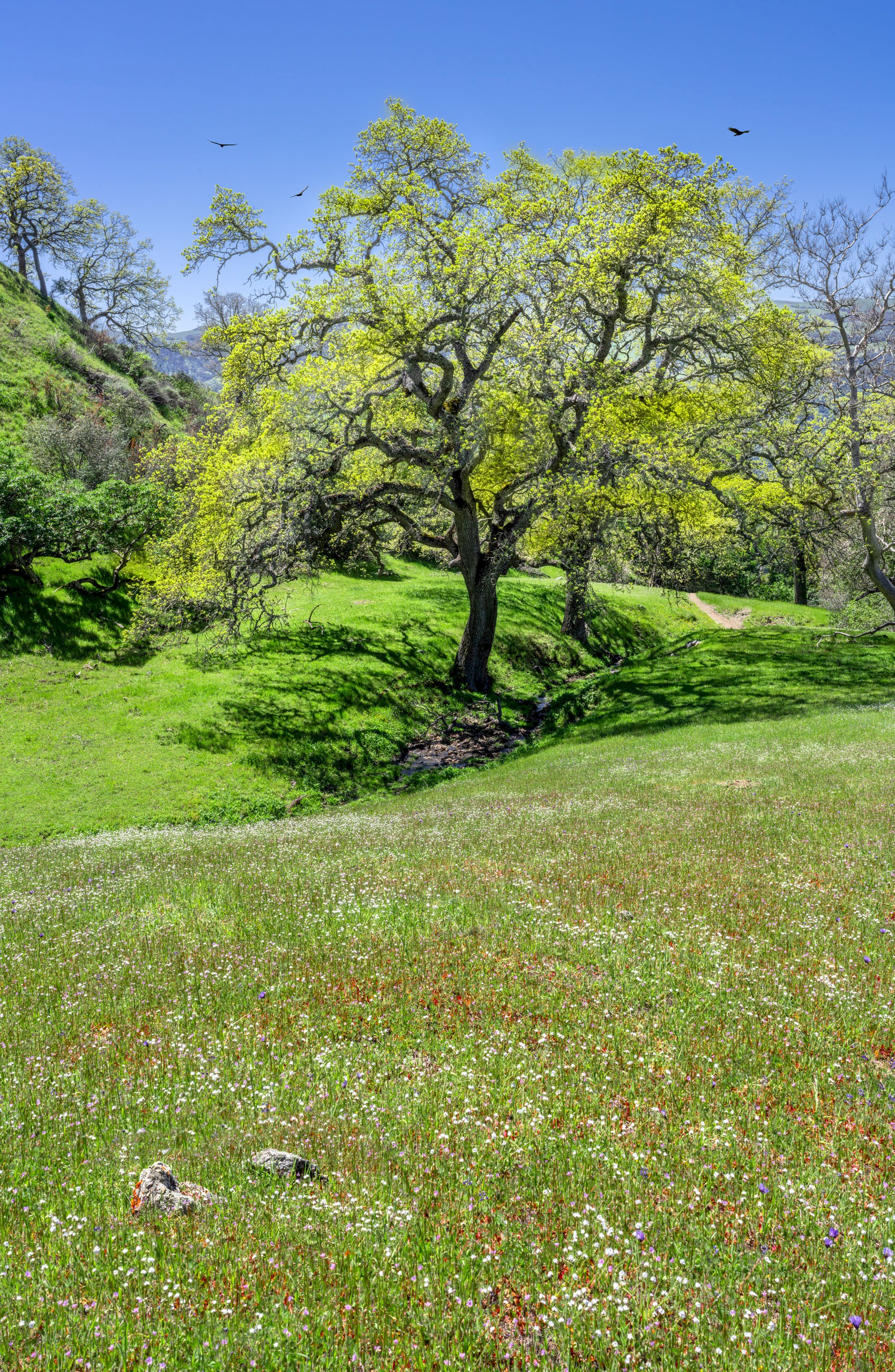 Eagles View Meadow Oak - Sunol Regional Wilderness - EBPRD