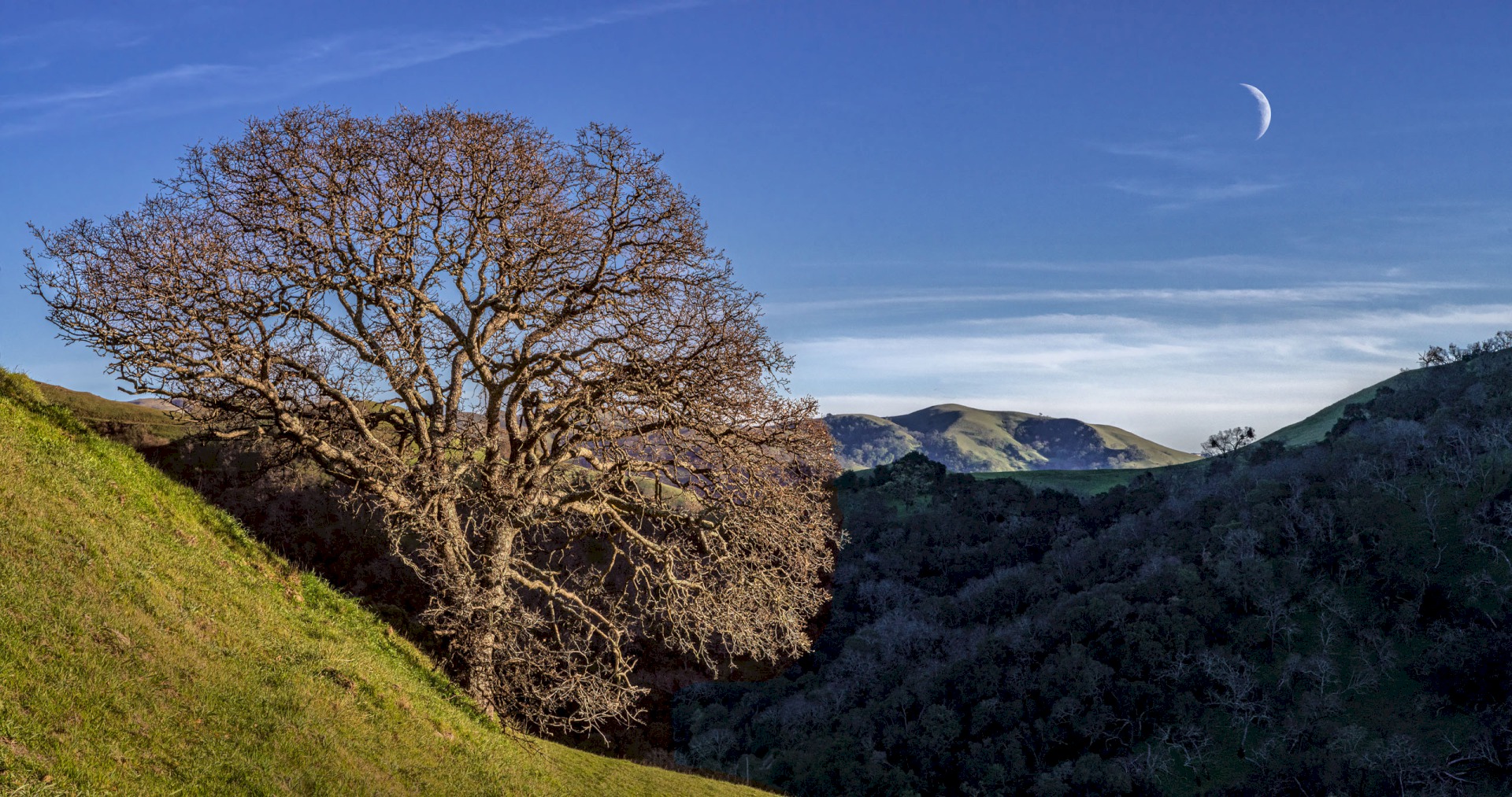 McGuire Entrance Tree - Sunol Regional Wilderness - EBPRD