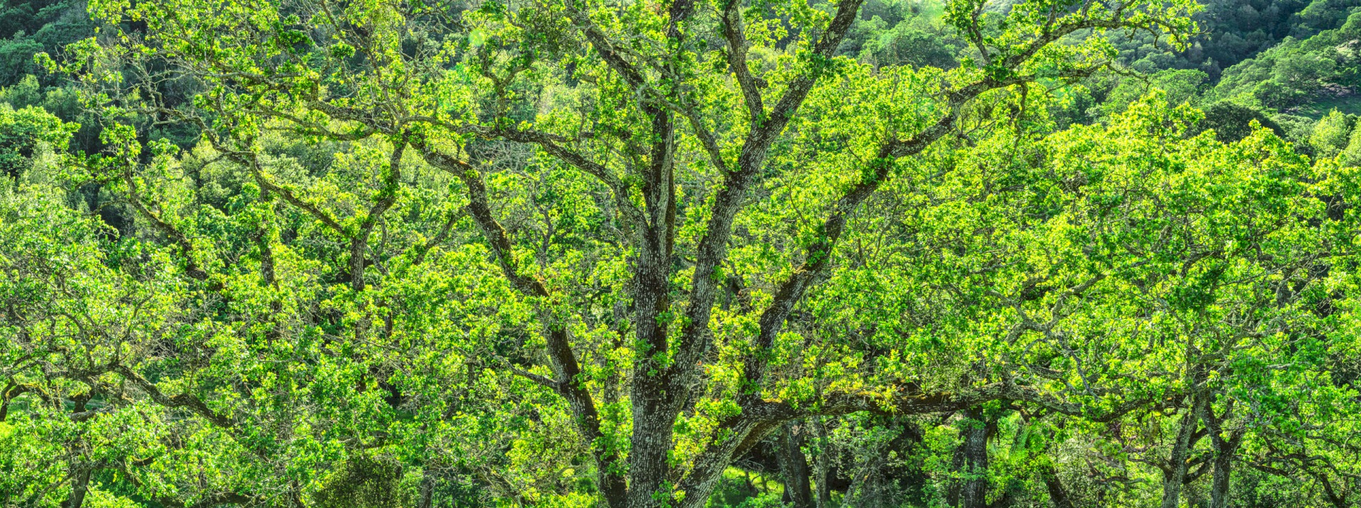 Briones Oak Array - Briones Regional Park - EBPRD