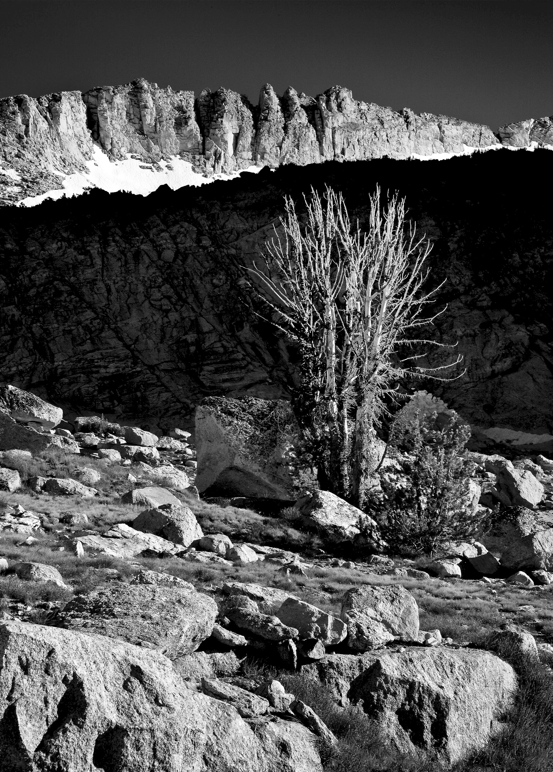 Conness Tree - 20 Lakes Basin