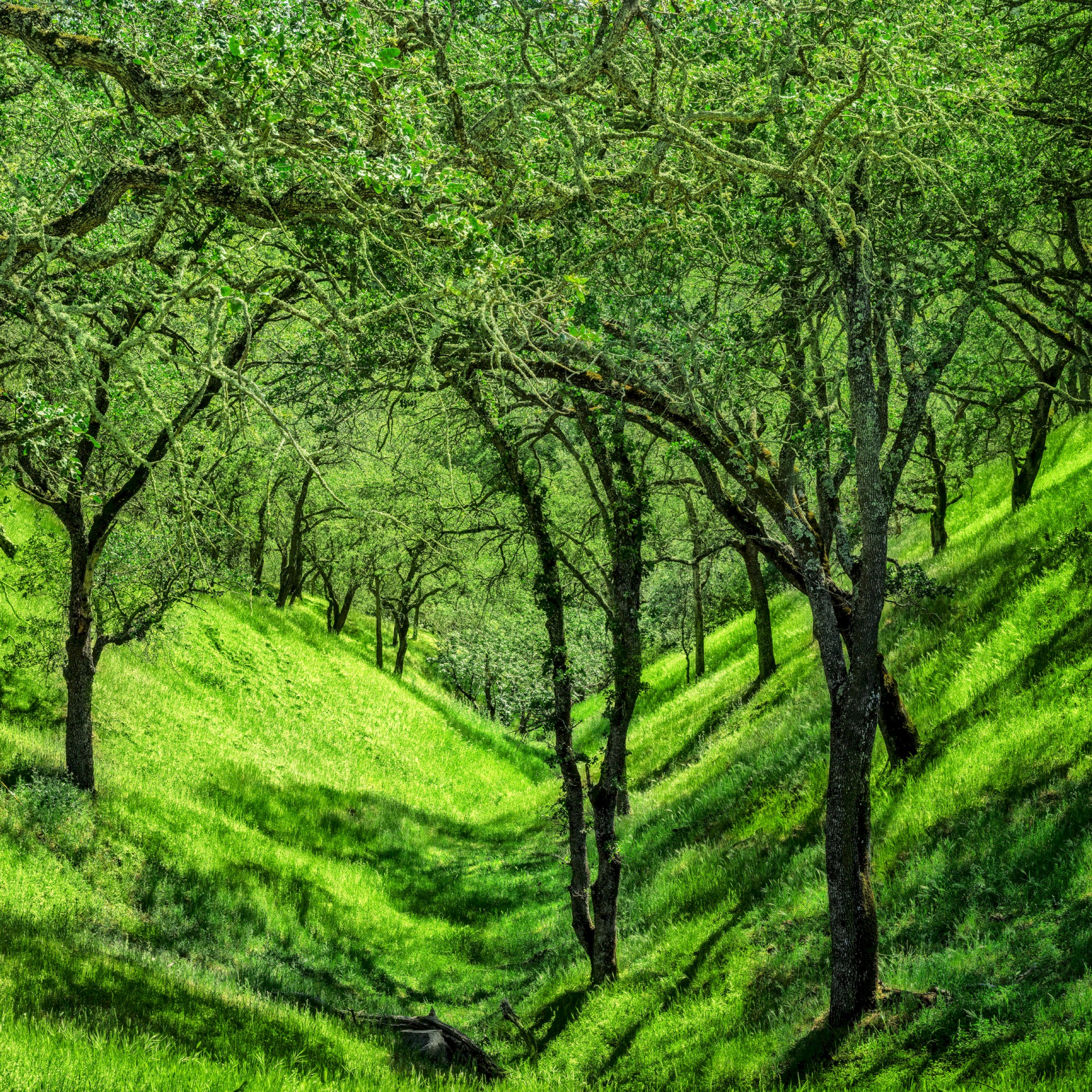 Green Ravine - Briones Regional Park - EBPRD