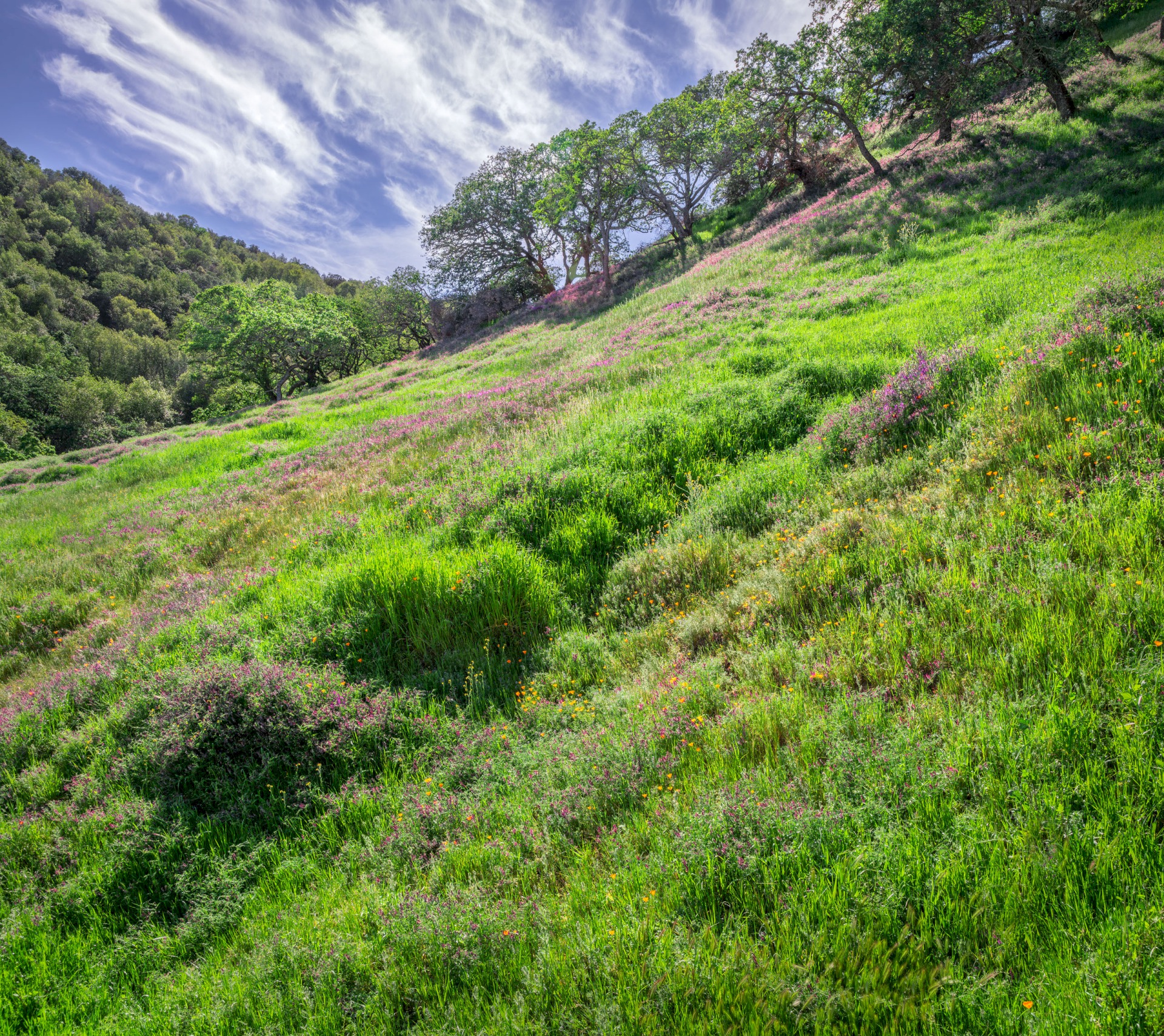 Floral Hillside in Briones - Briones Regional Park - EBPRD