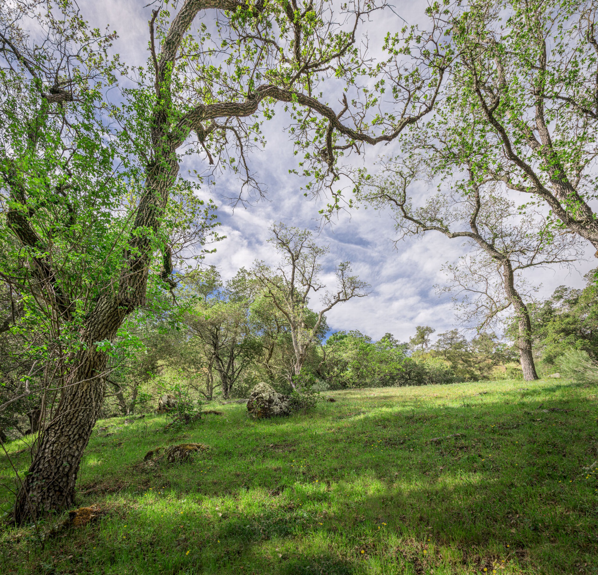 Oak Meadow - Sunol Regional Wilderness - EBPRD