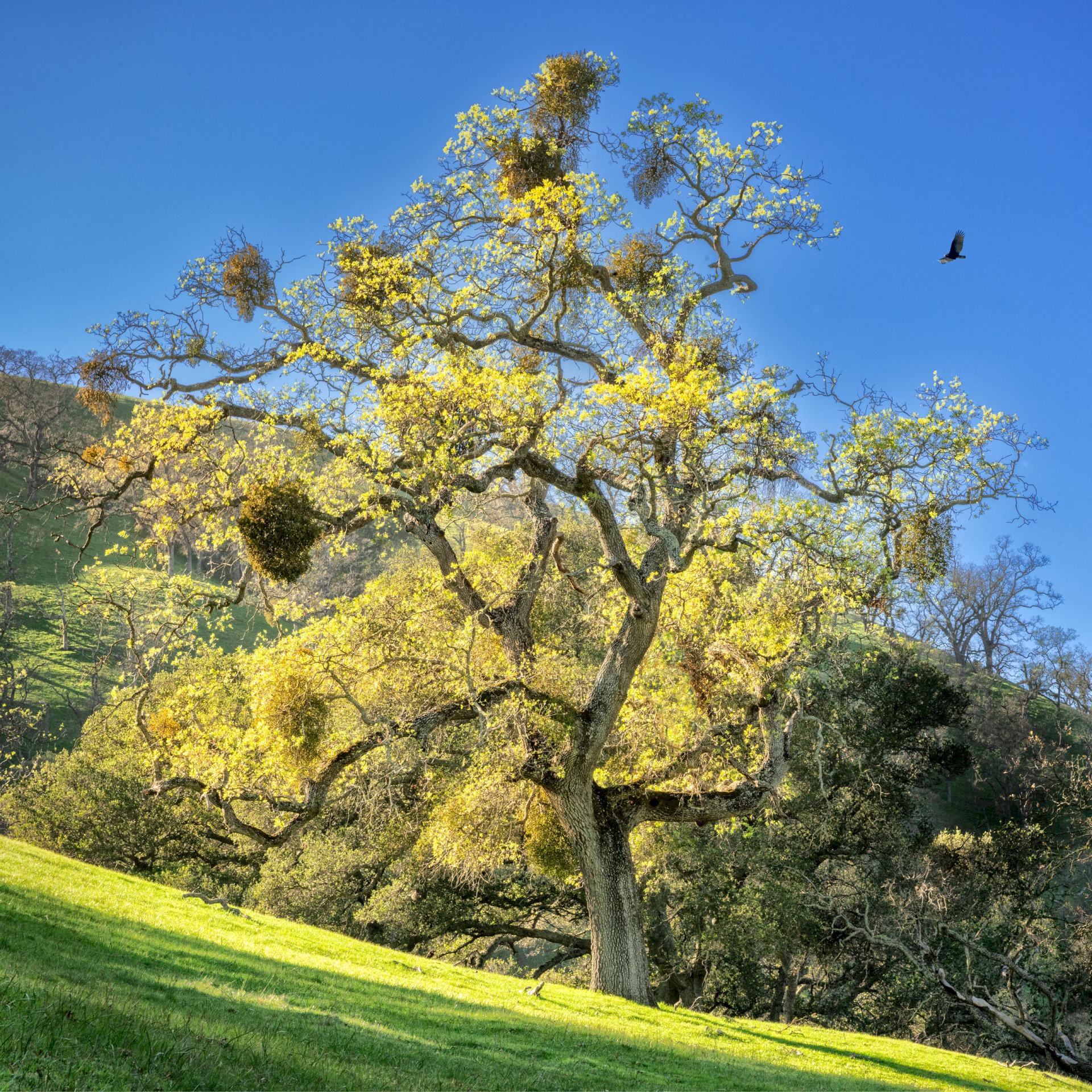High Valley Golden Oak - Sunol Regional Wilderness - EBPRD