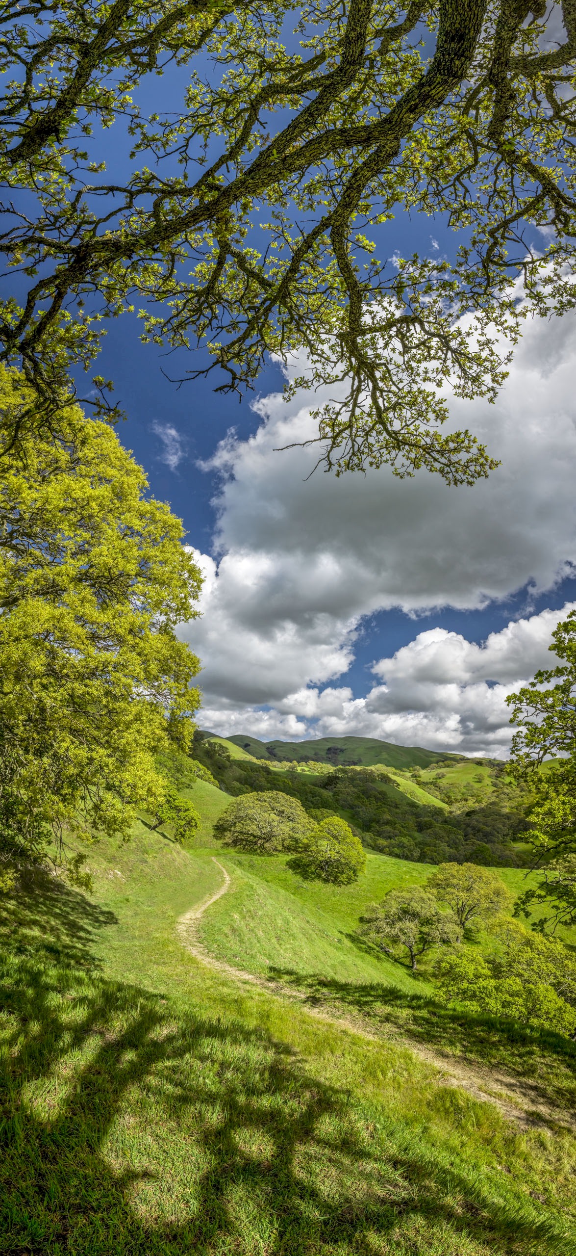 McGuire Loop Tail - Sunol Regional Wilderness - EBPRD