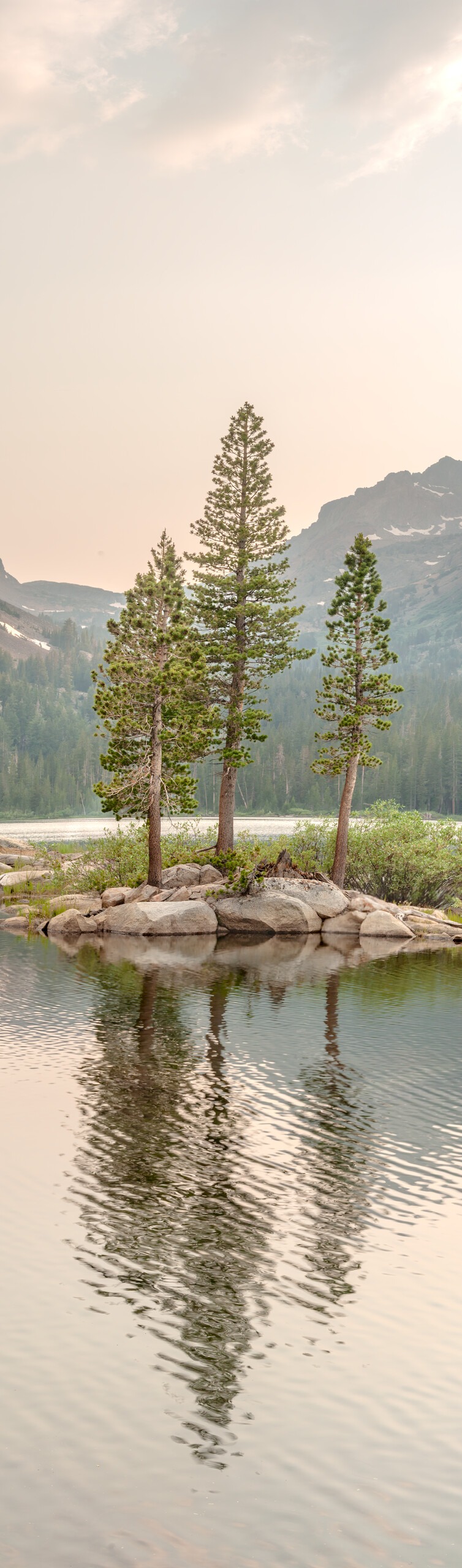 Green Lake Trees Vertorama - Hoover Wilderness - Green Lake