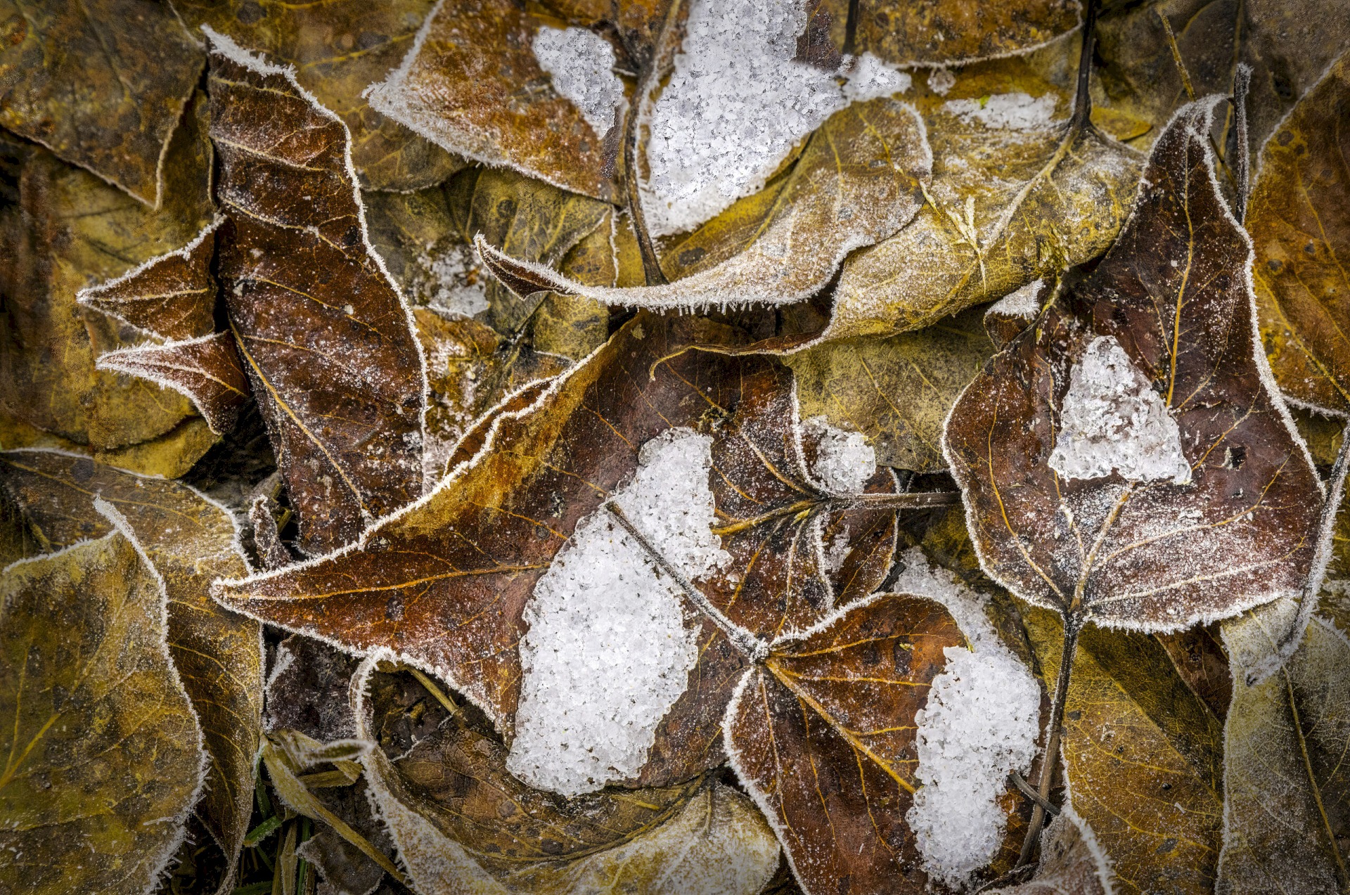 Frozen Leaf Mold - Yosemite National Park